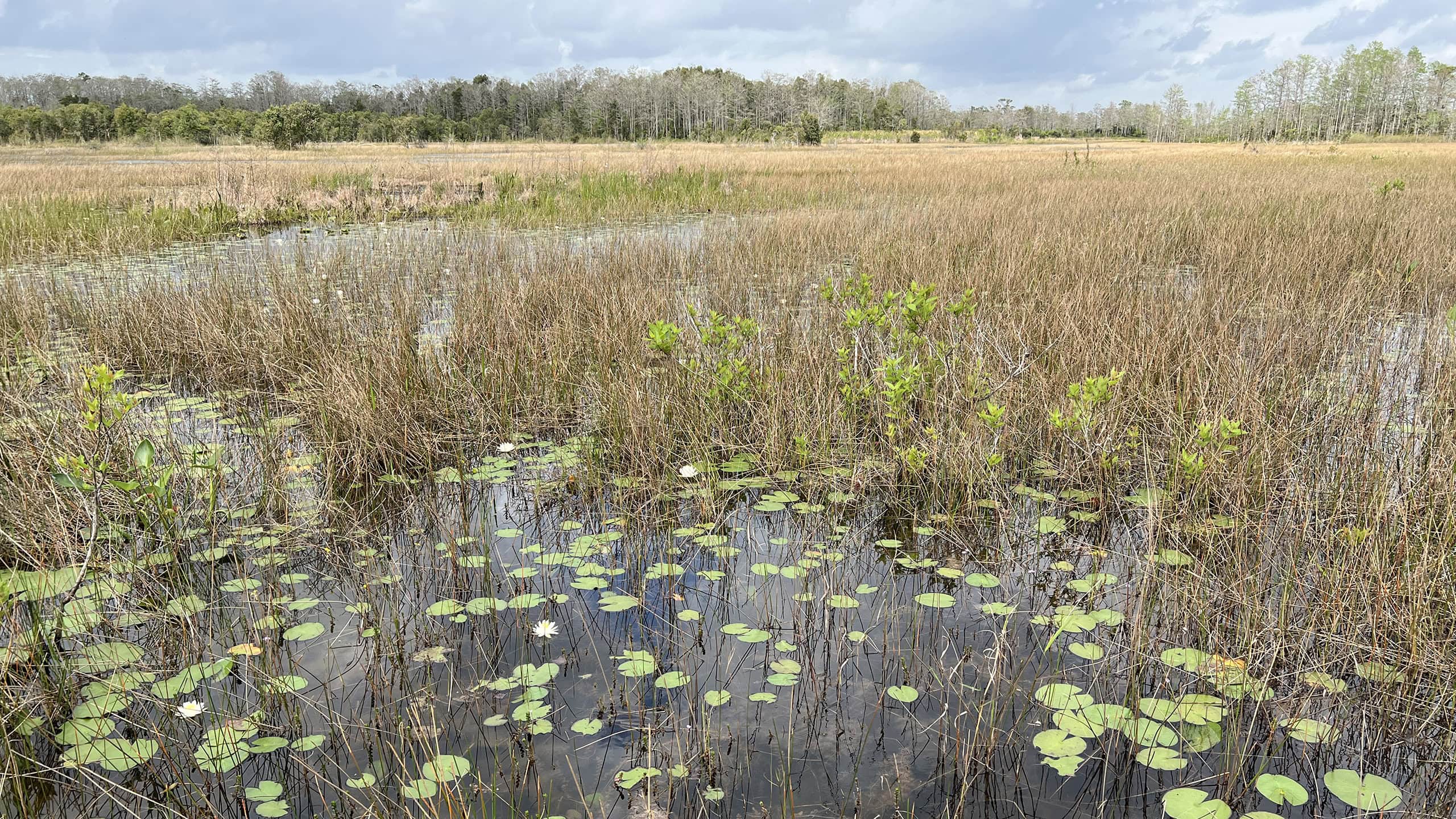 Panorama of wet prairie with water lilies floating