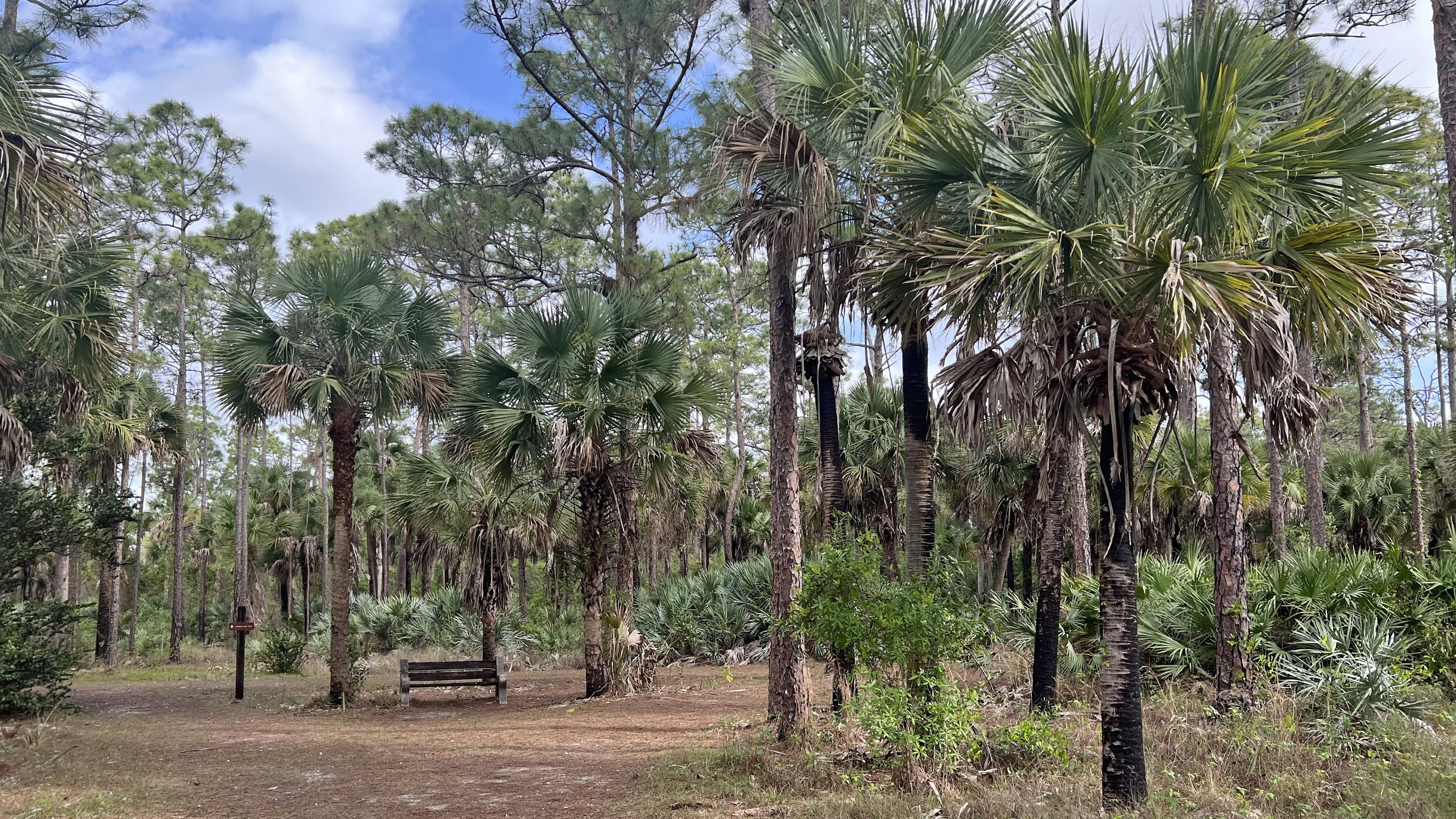 Bench at a junction of trails in pine-palm flatwoods
