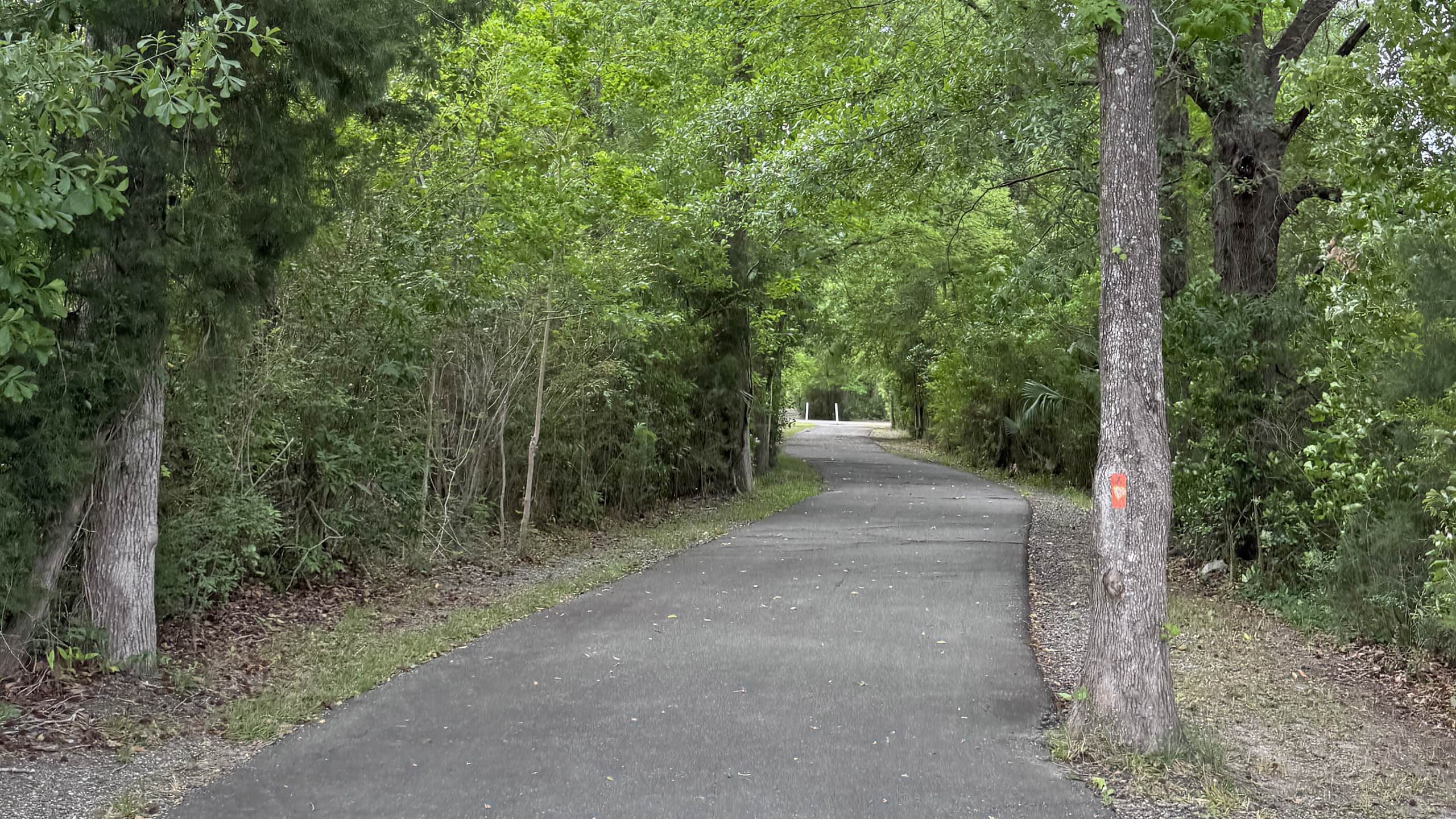 Paved path within a canopied shady tunnel