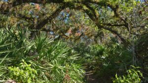 Showy archway of oaks over trail