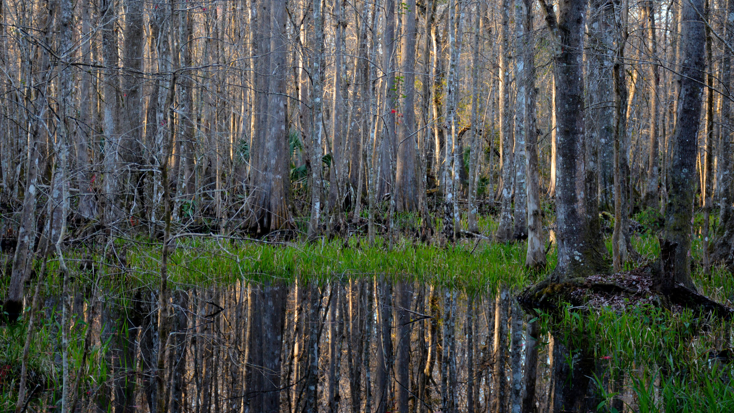 Marshall Swamp