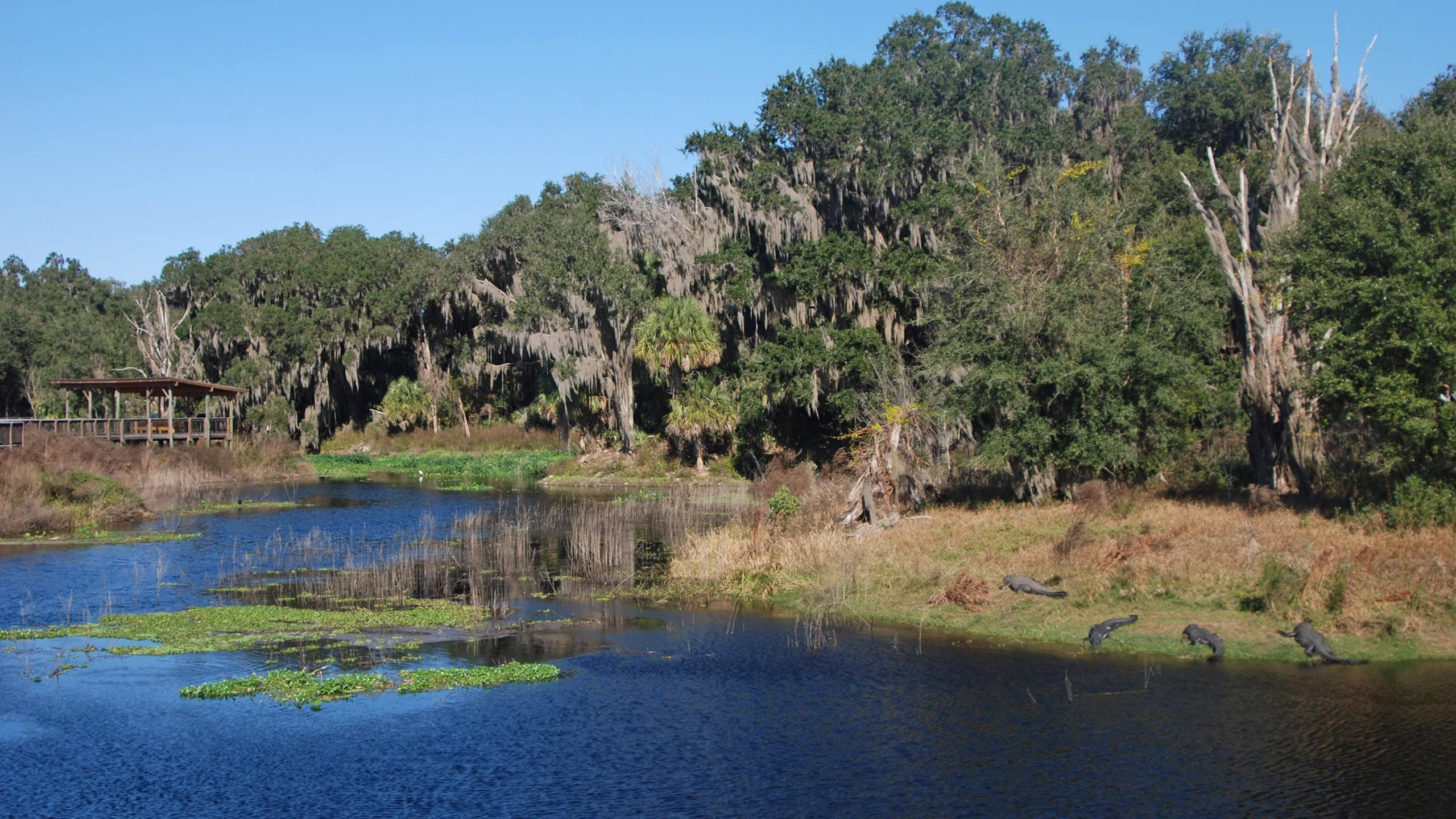 Body of water with boardwalk edged by large live oaks