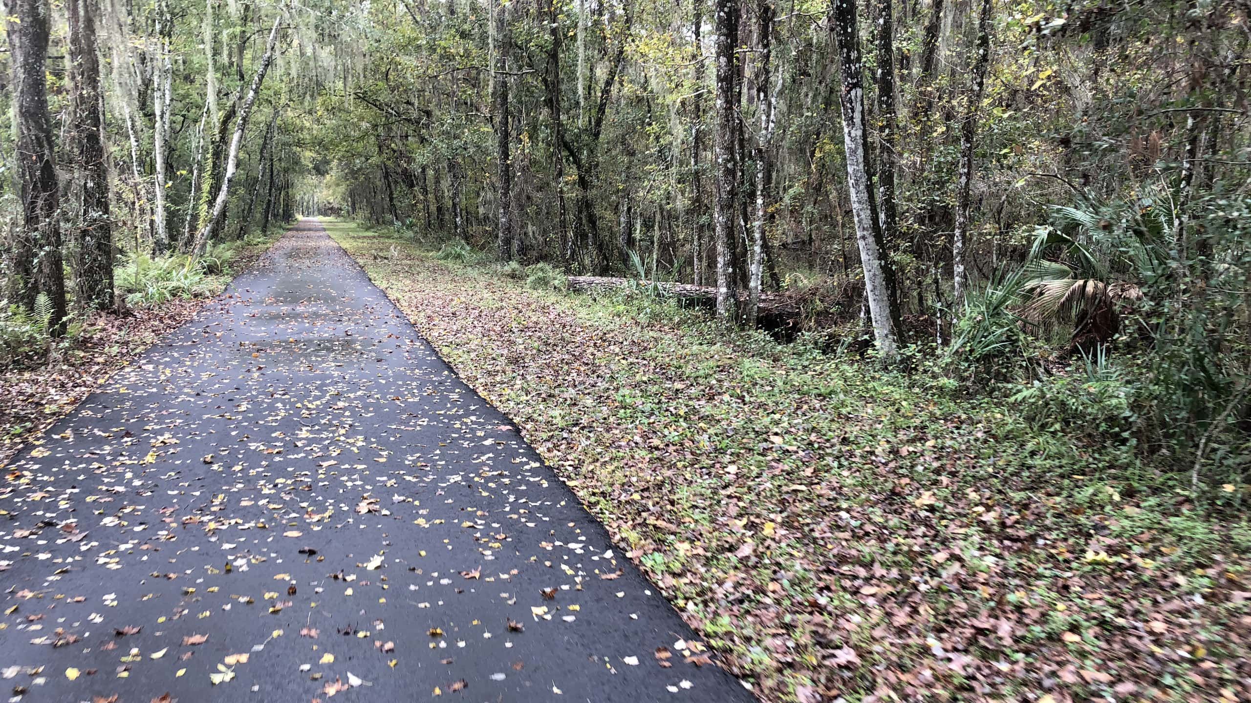Paved path through lush swamp forest