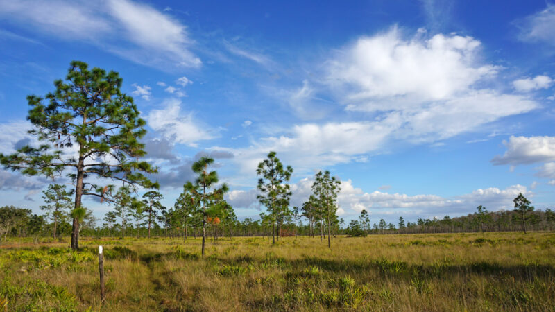 White blazed post in pine savanna