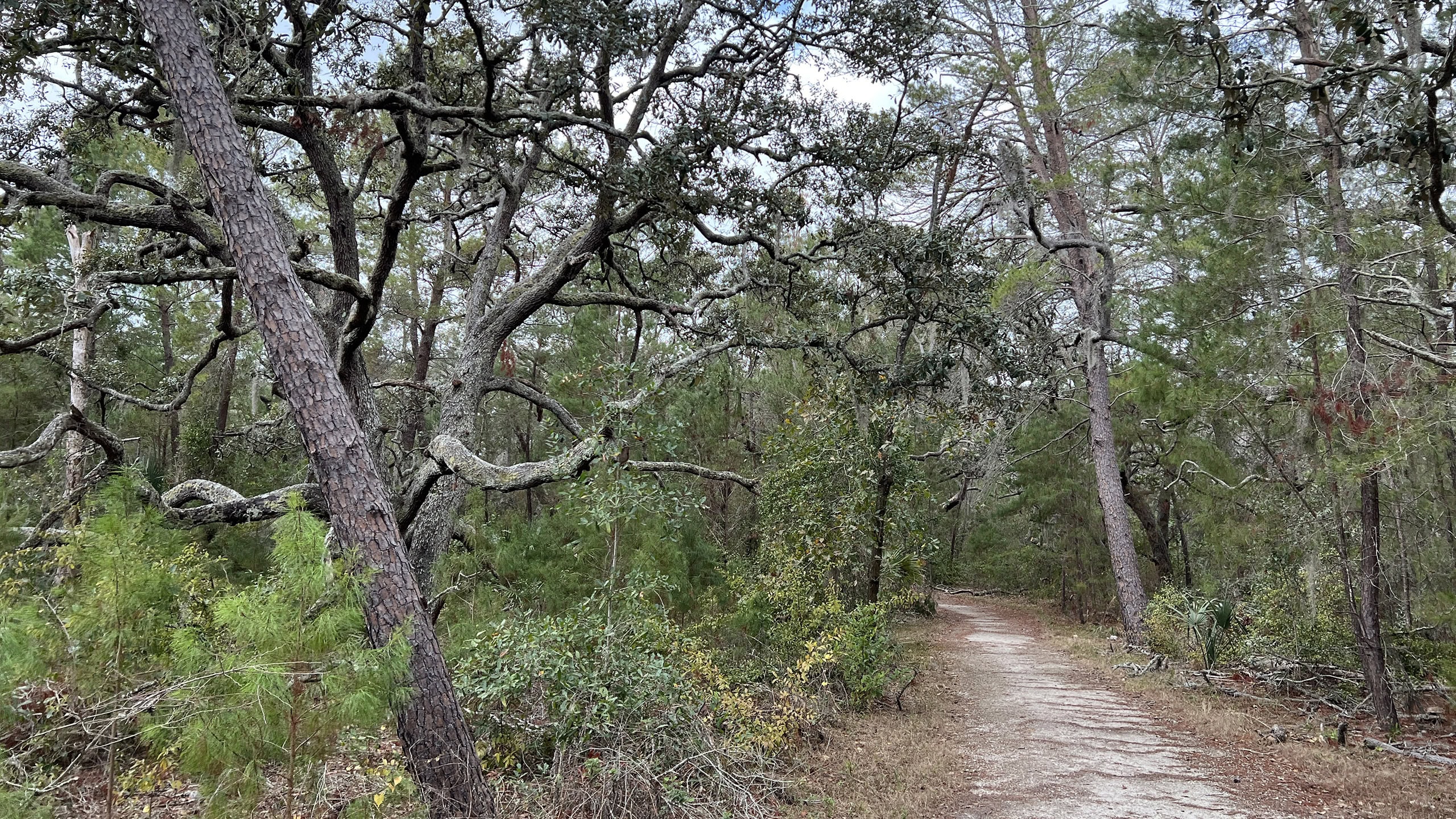 Footpath under sand live oaks