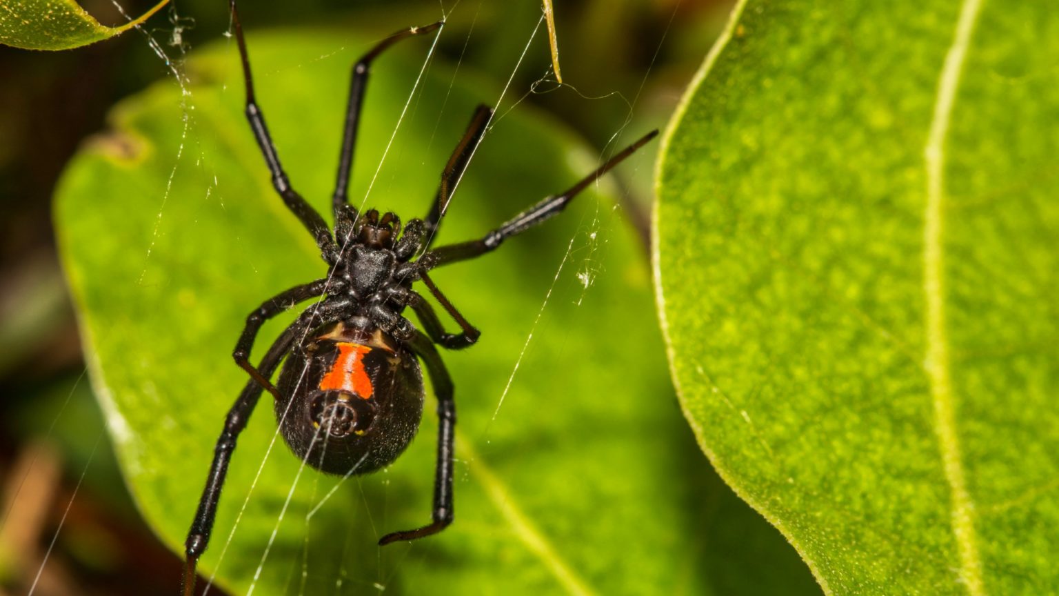Insect Identification – Florida Hikes