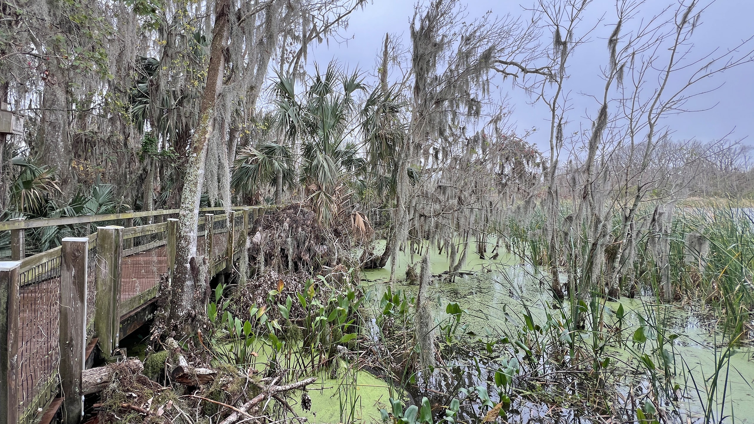 Boardwalk in marsh