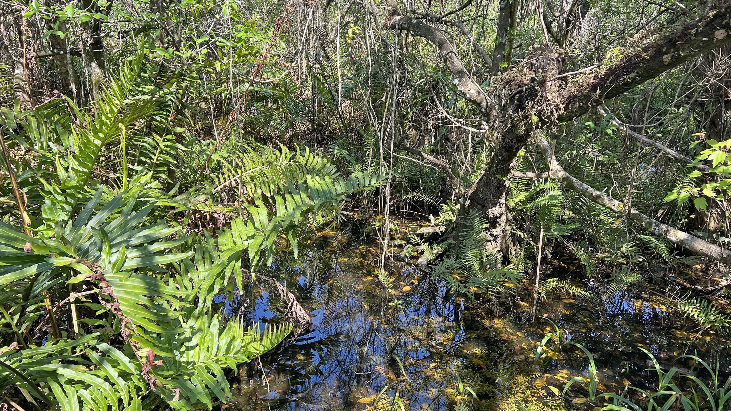 Tangle of South Florida pond apple swamp