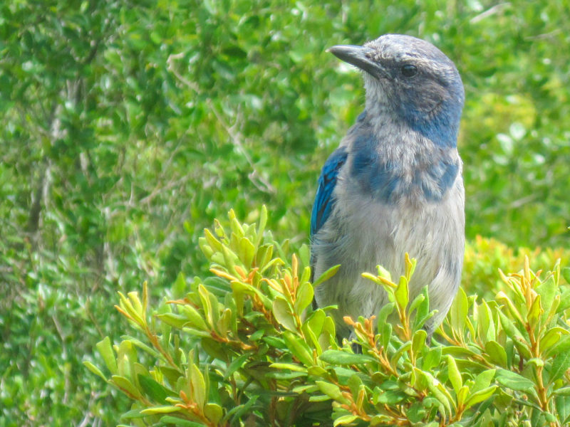 Juvenile Florida scrub-jay