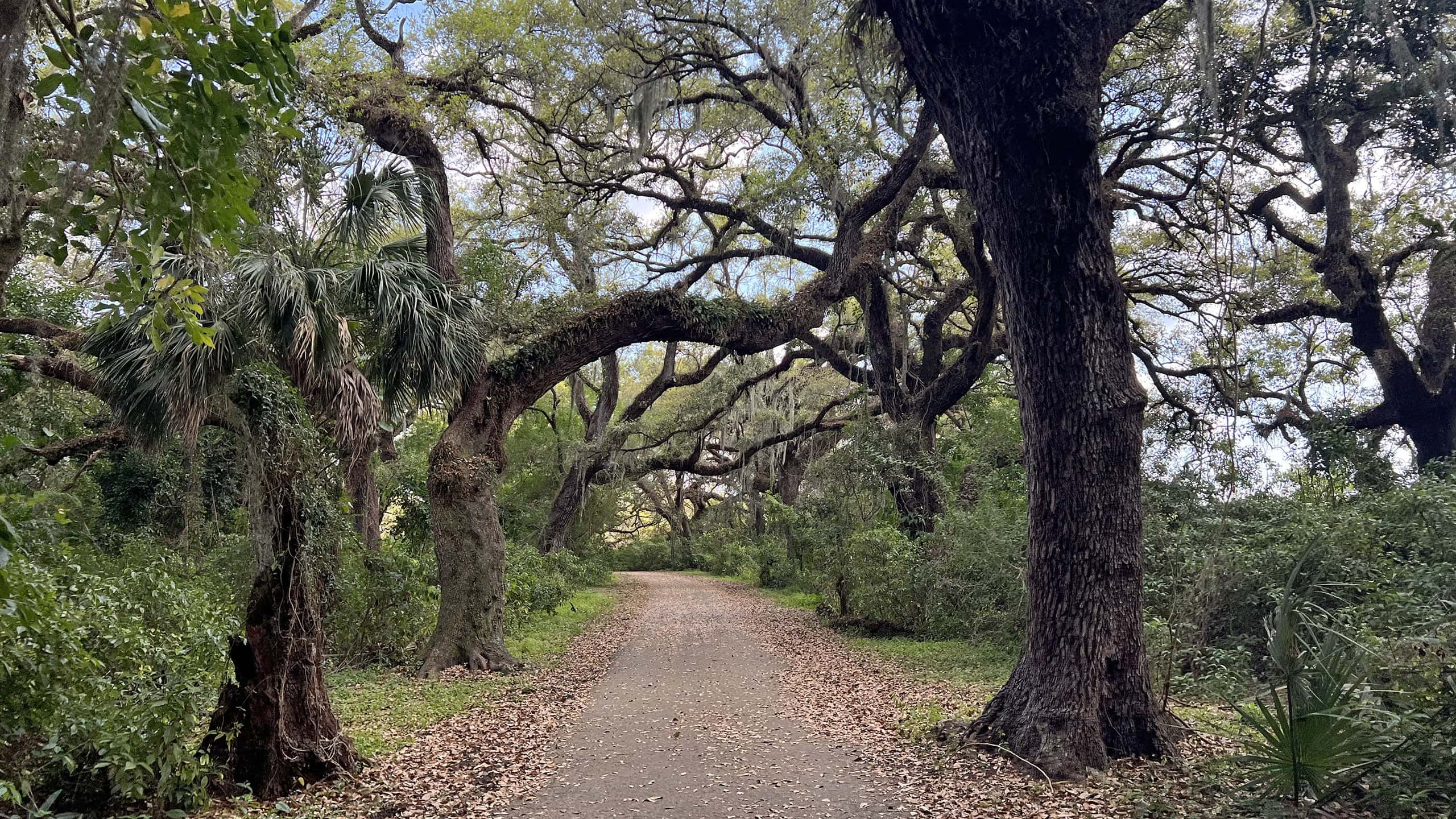 Paved path under canopy of ancient oaks