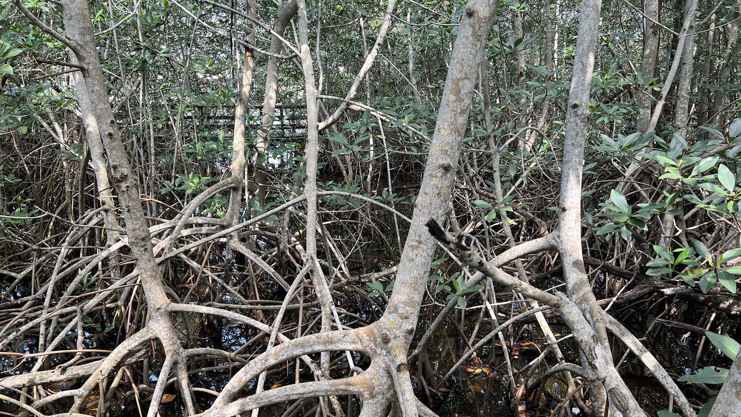 Mangroves with boardwalk beyond