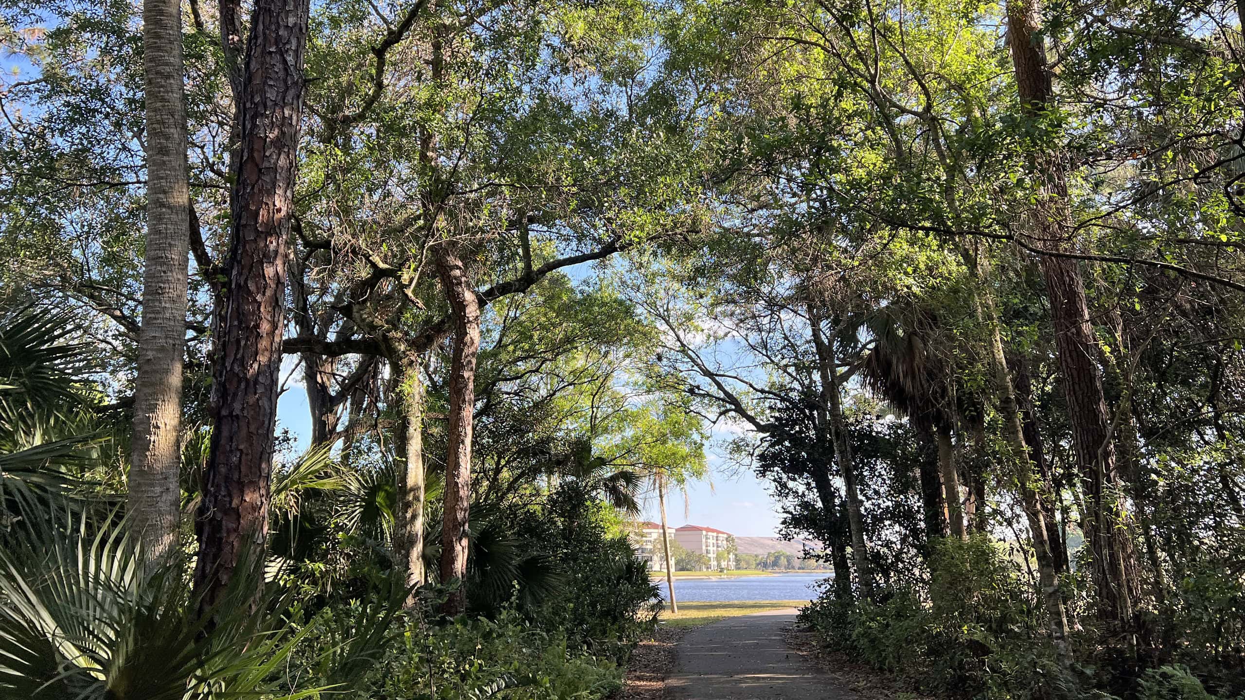 Emerging from a tunnel of trees to a waterfront