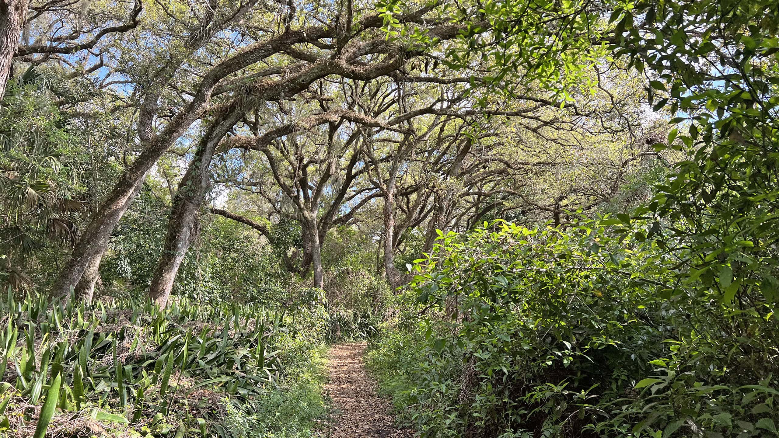 Footpath under archway of oaks