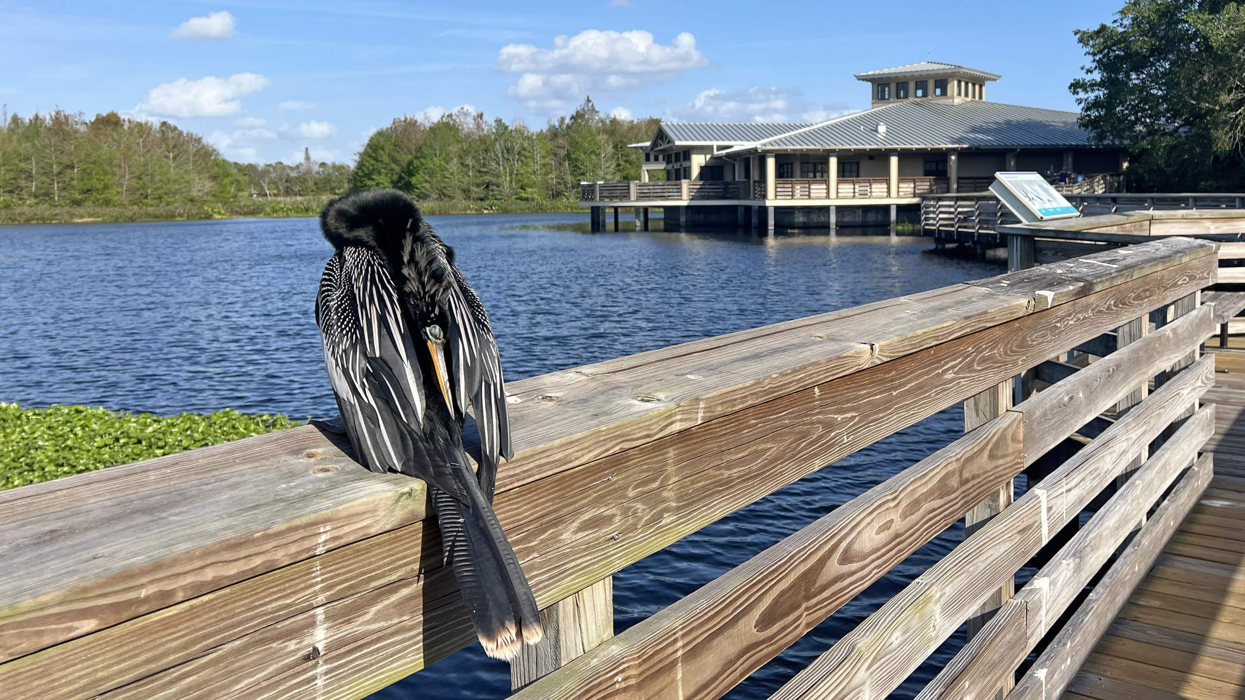 Anhinga sleeping on a boardwalk railing with water and nature center beyond