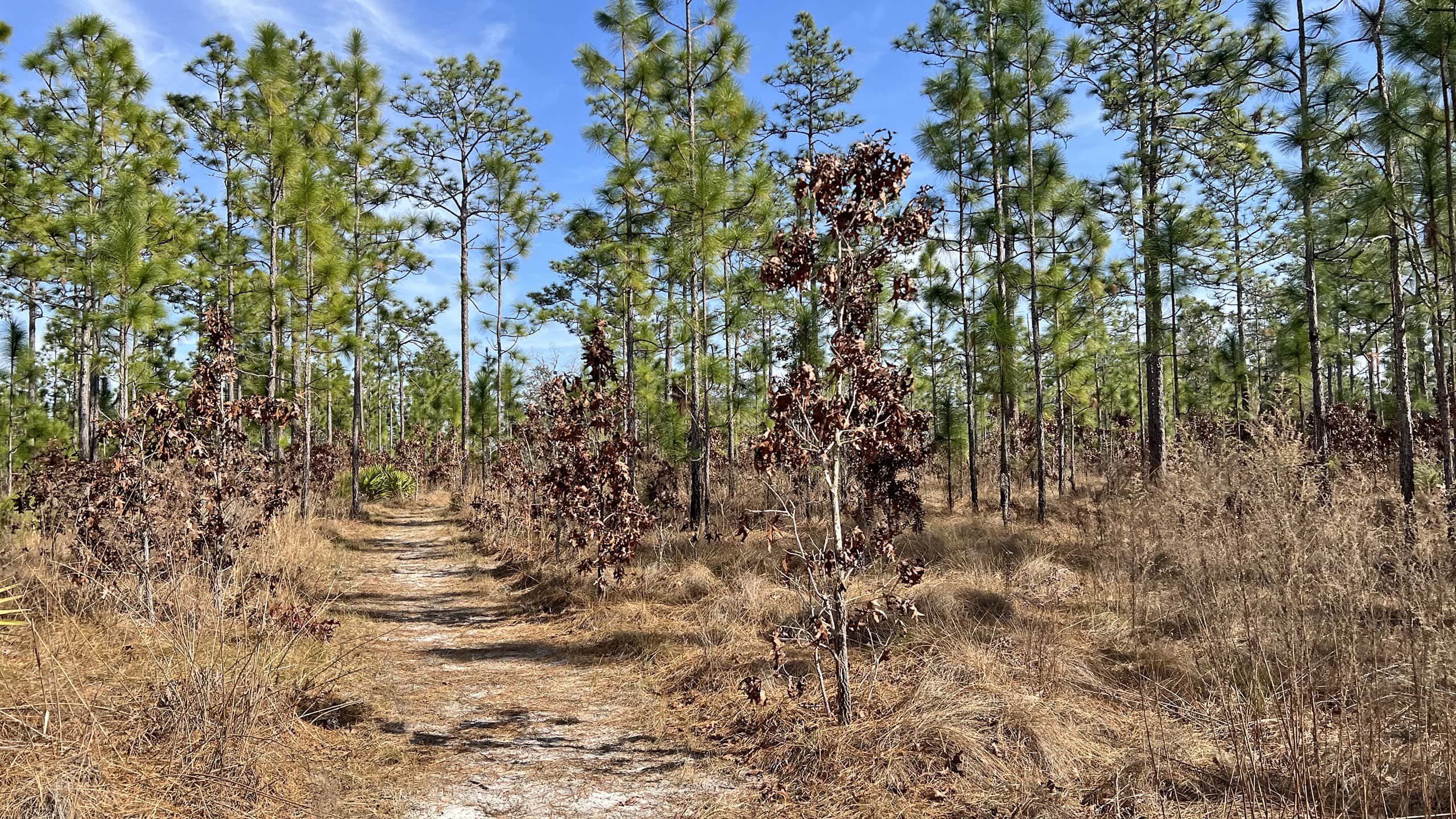 Footpath up a ridge of sandhills in winter