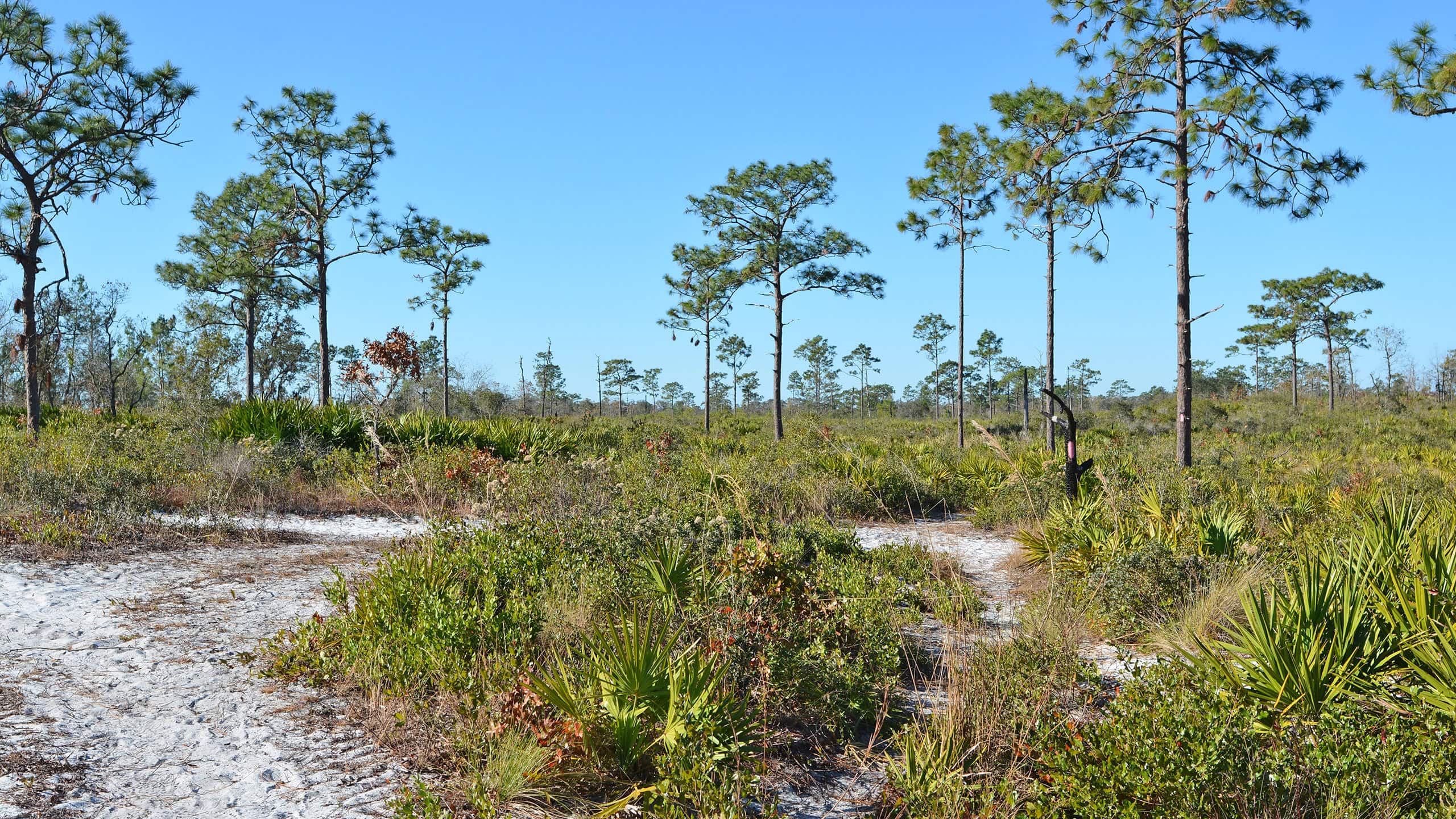 Trail in scrubby flatwoods