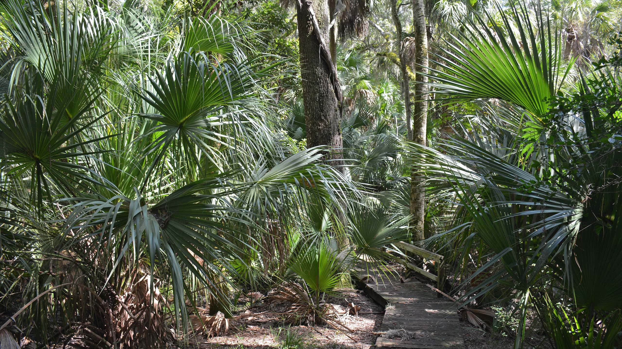 Boardwalk into a palm hammock