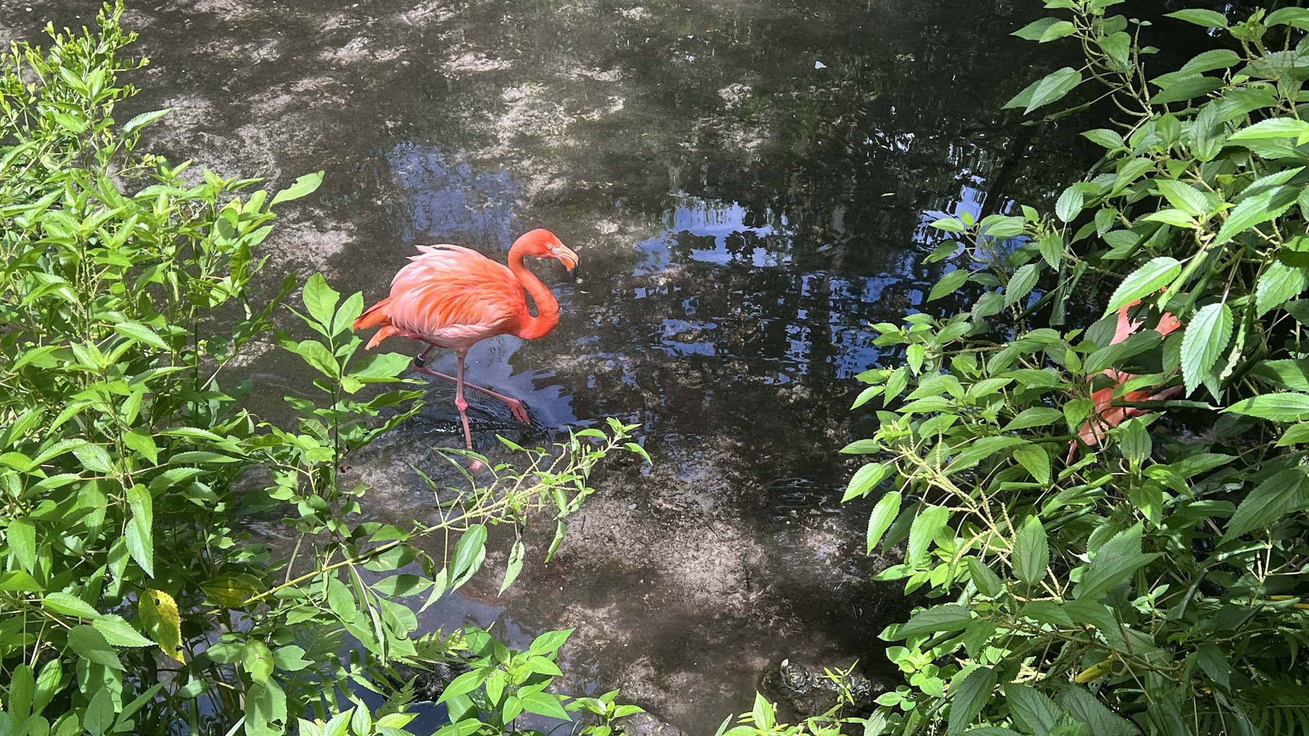 Pair of flamingos in shallow spring water