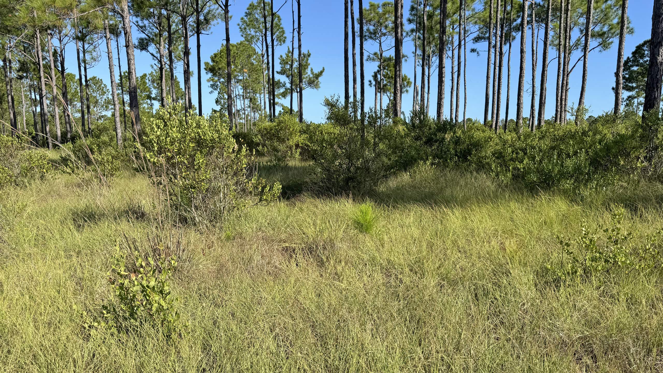 Grassy swale in pine flatwoods