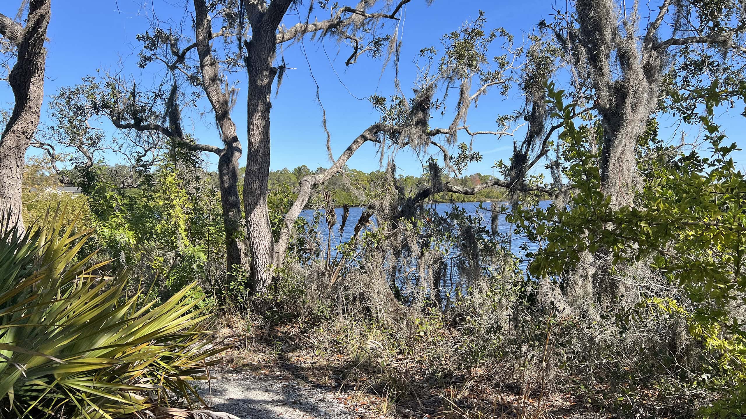 View of waterway from treeline on bluff