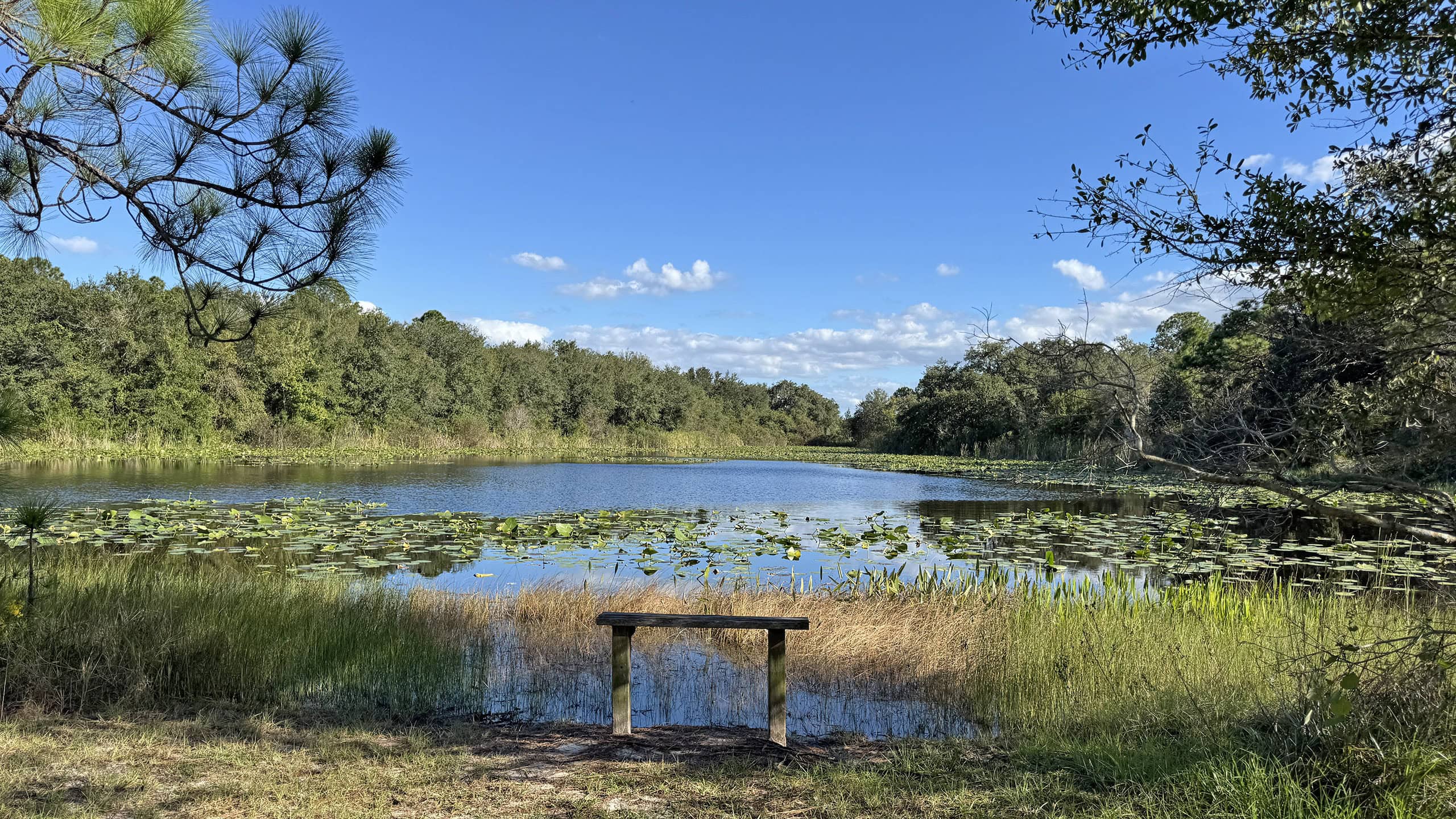 Pond with bench on shore
