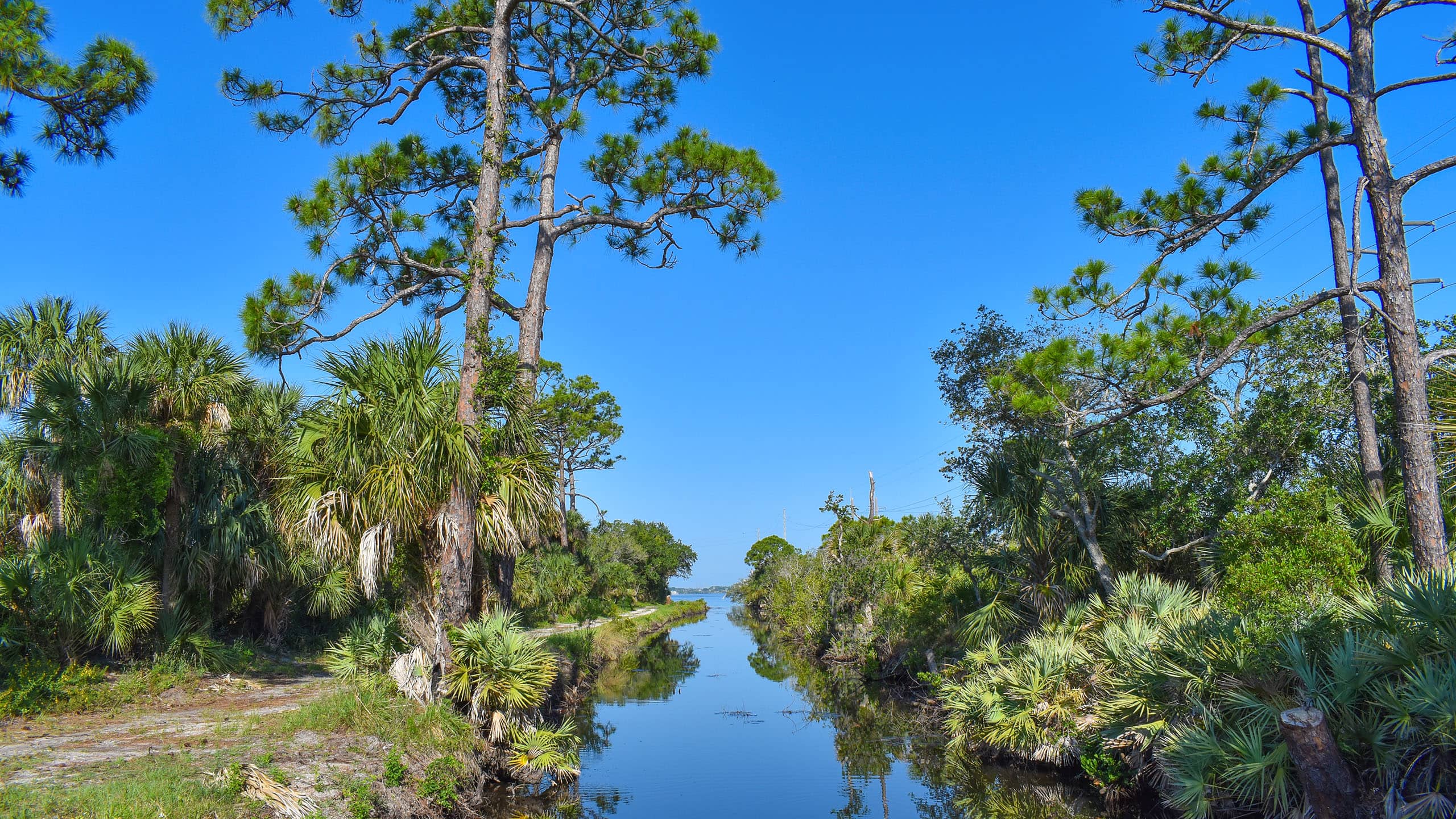 Canal lined with pines with footpath to left