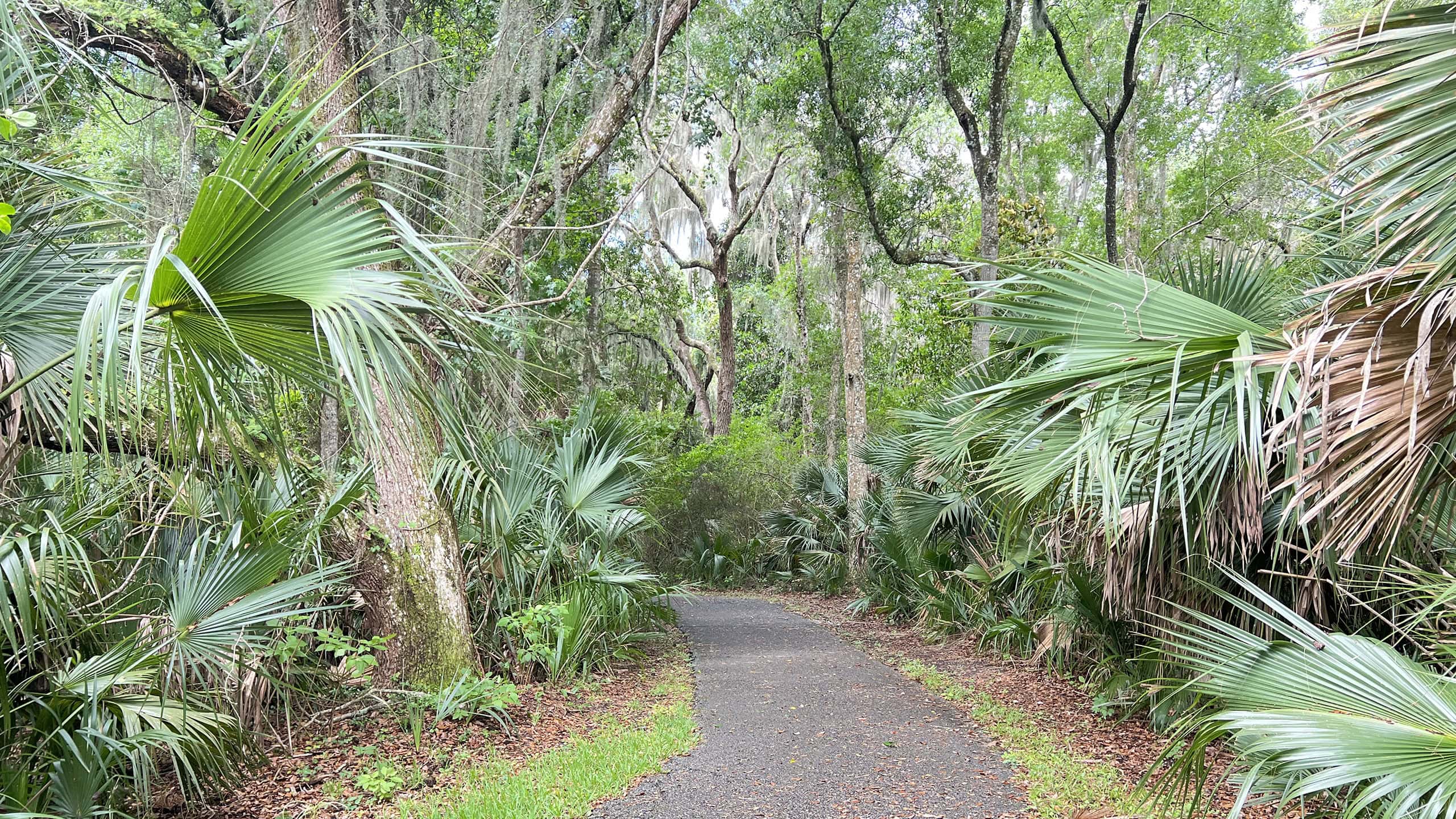 Dense hardwood canopy over paved path