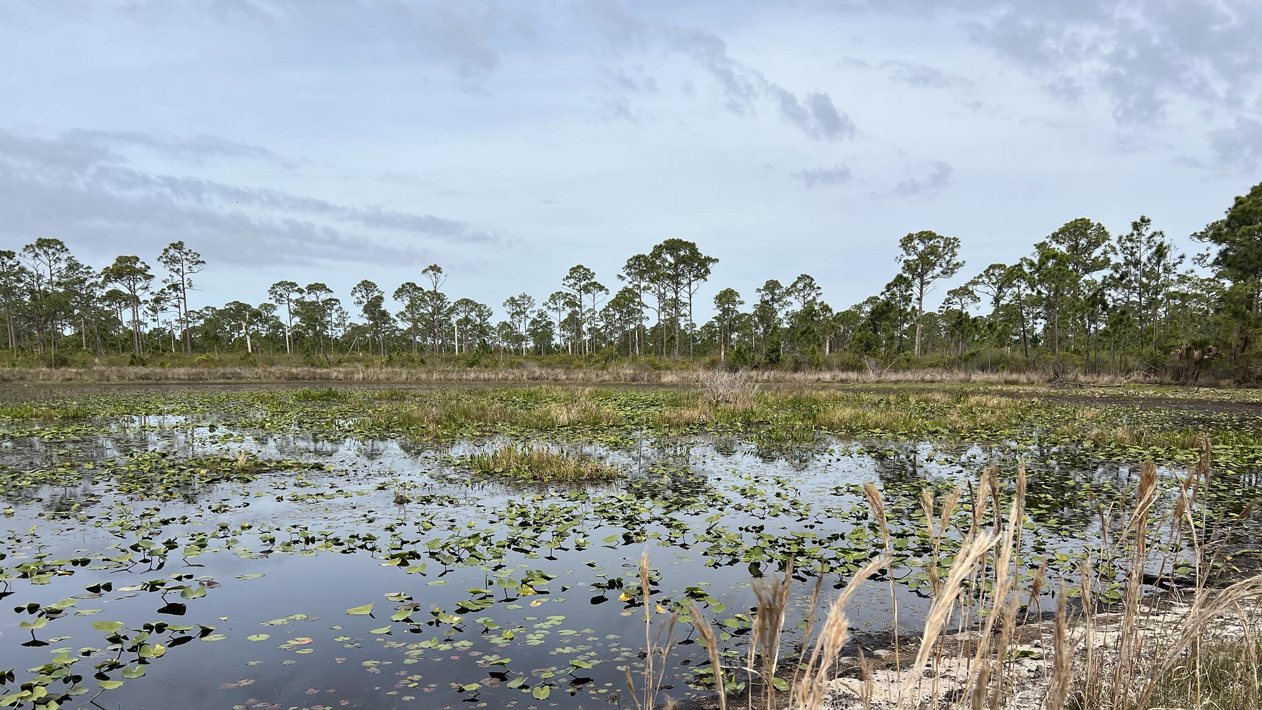 Large wet prairie