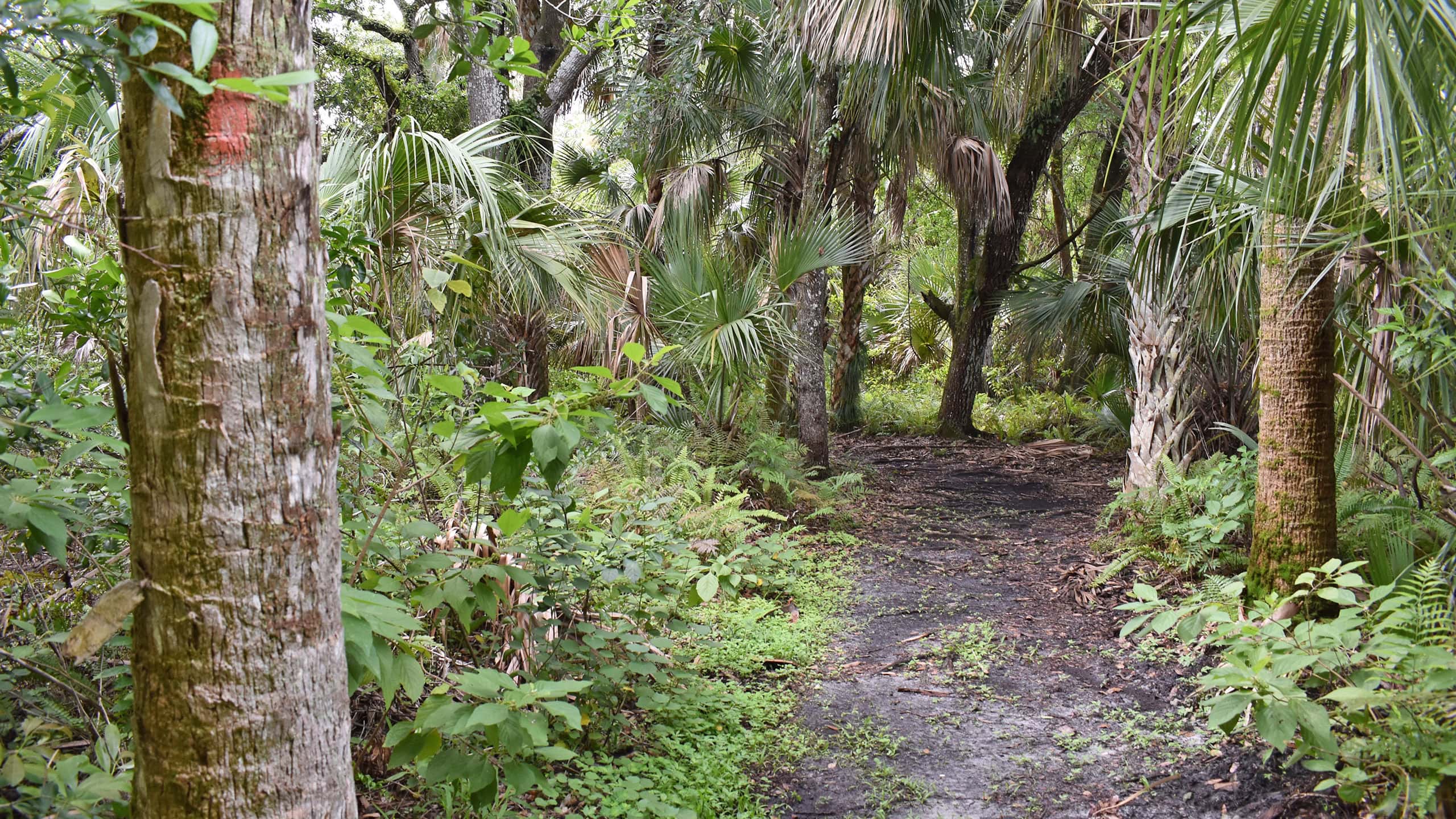 Footpath in a hydric hammock