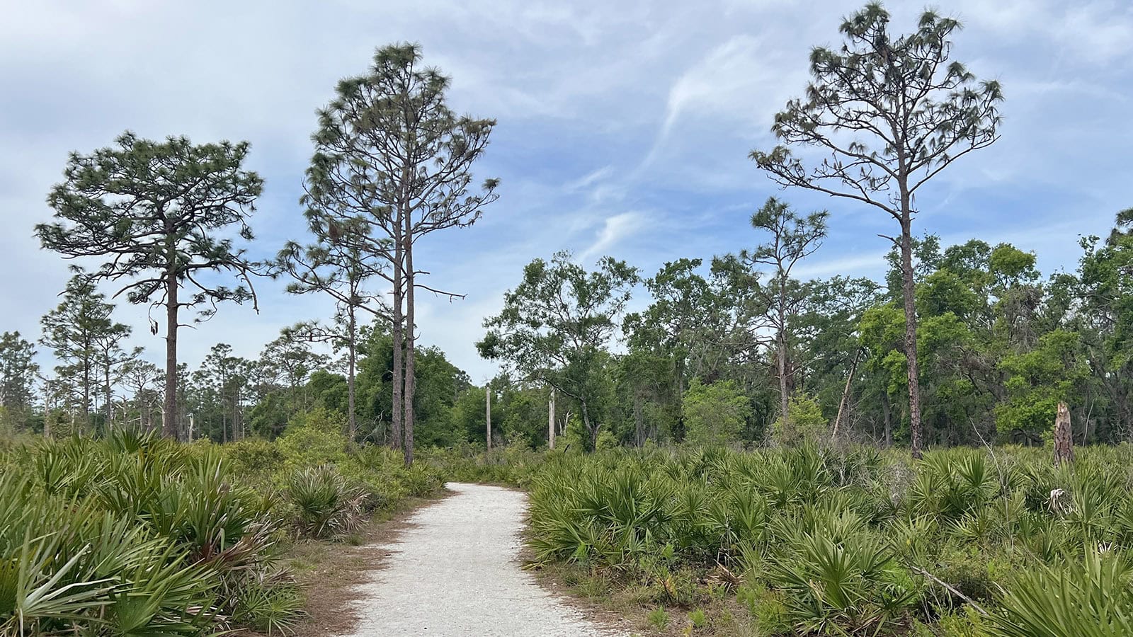 White pathway in pine flatwoods