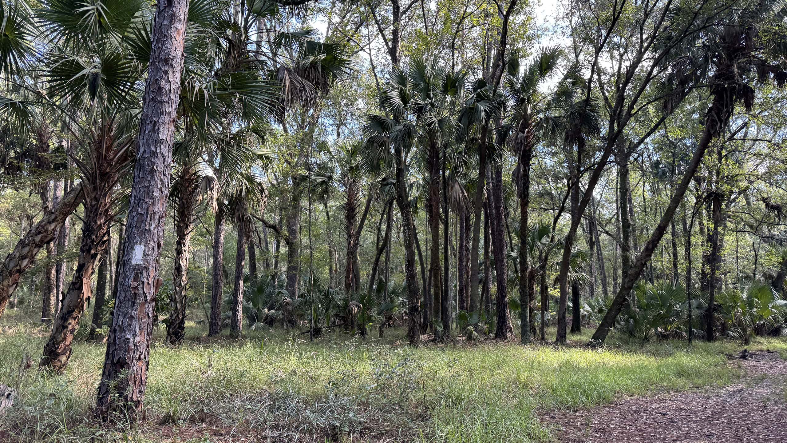 Path into palm hammock