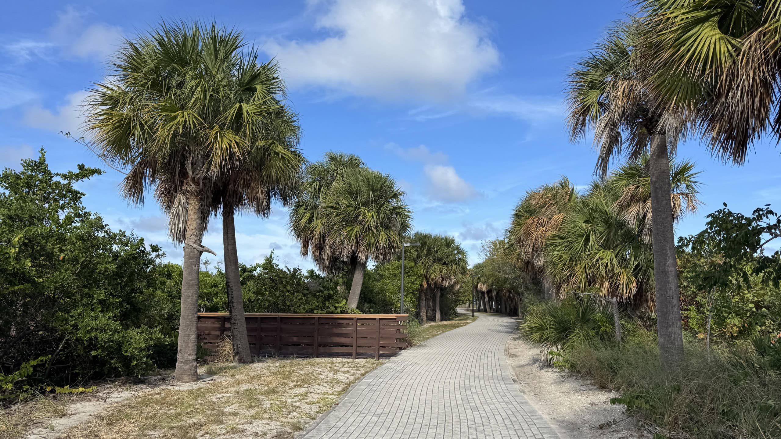 Brick path between cabbage palms