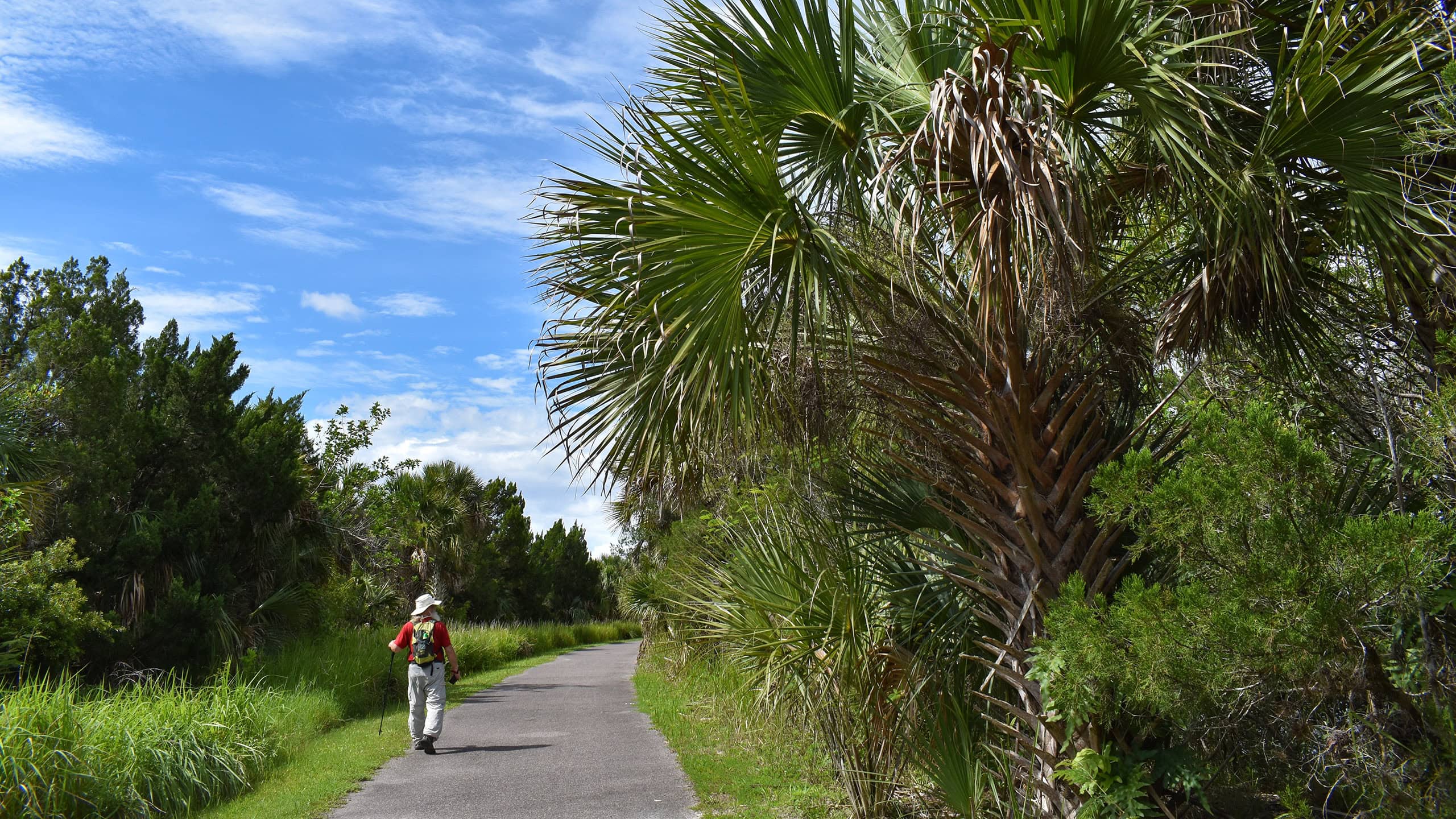 Man on paved path next to palms