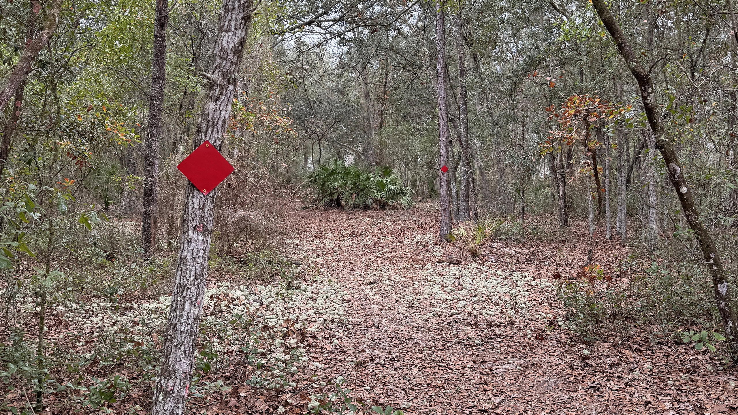 Sandhills along a path with deer moss spilling across it