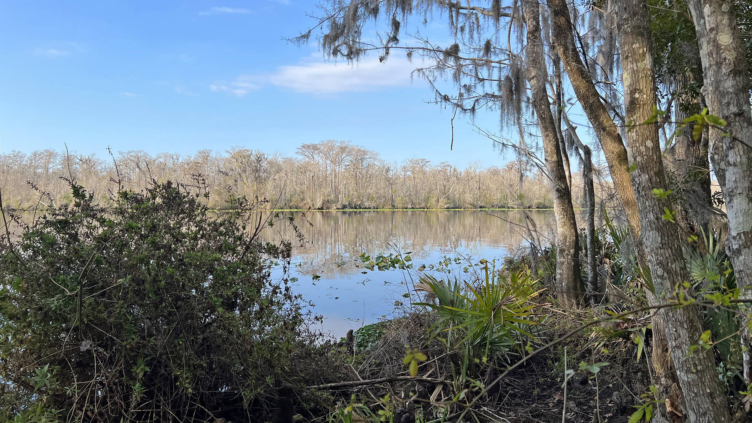 Creek reflecting blue skies with far shore of winter cypresses