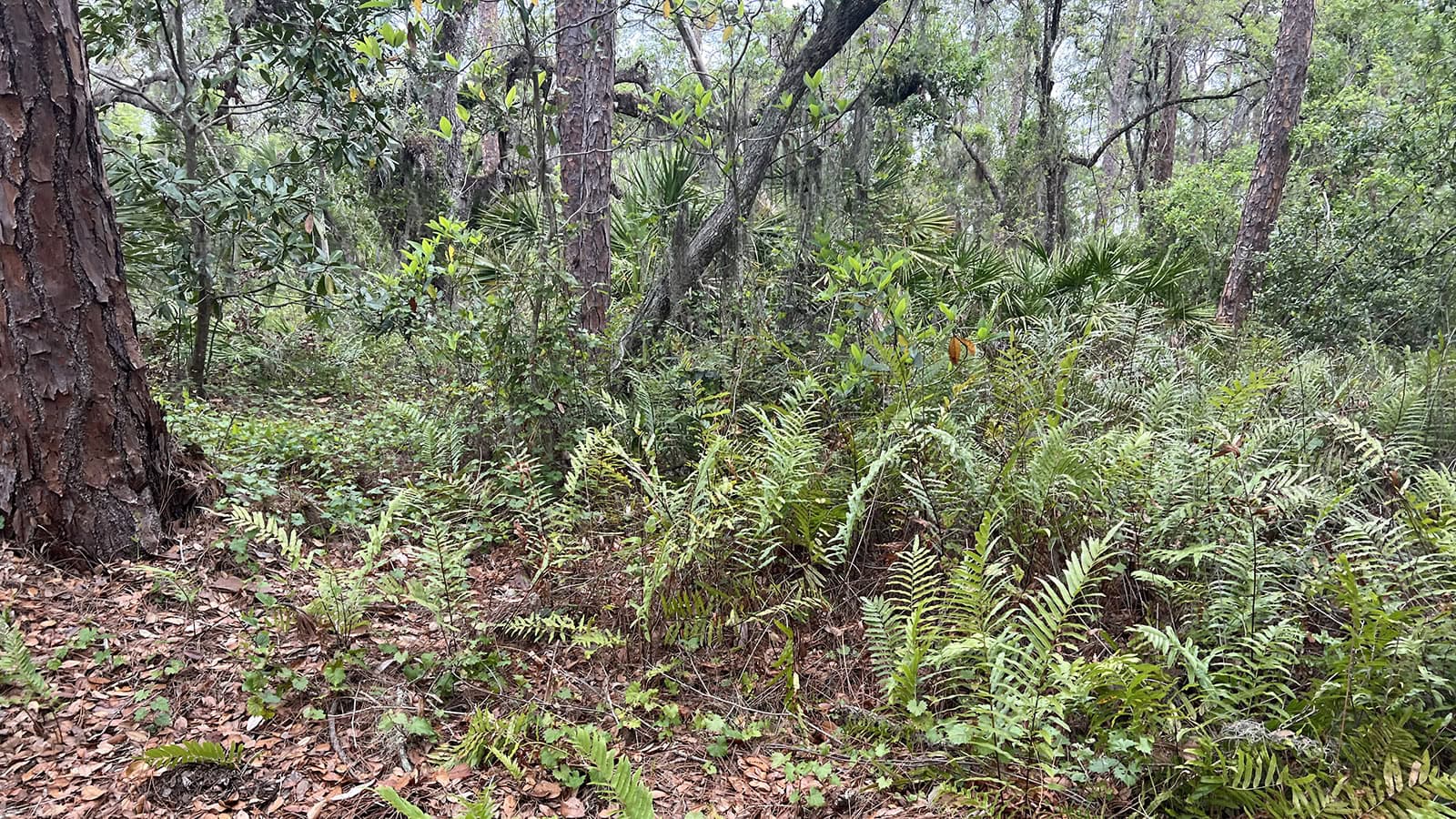 Lush woodland at the base of a tall pine