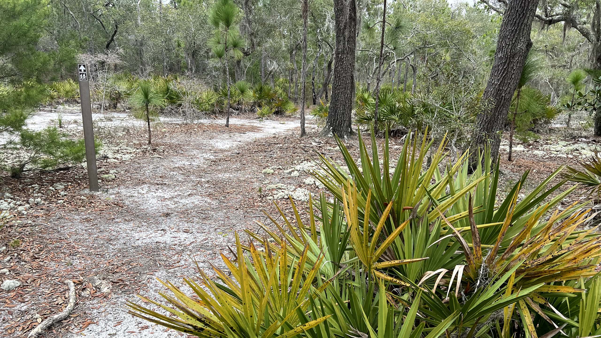 Footpath into scrubby area with hiker symbol pointing the way