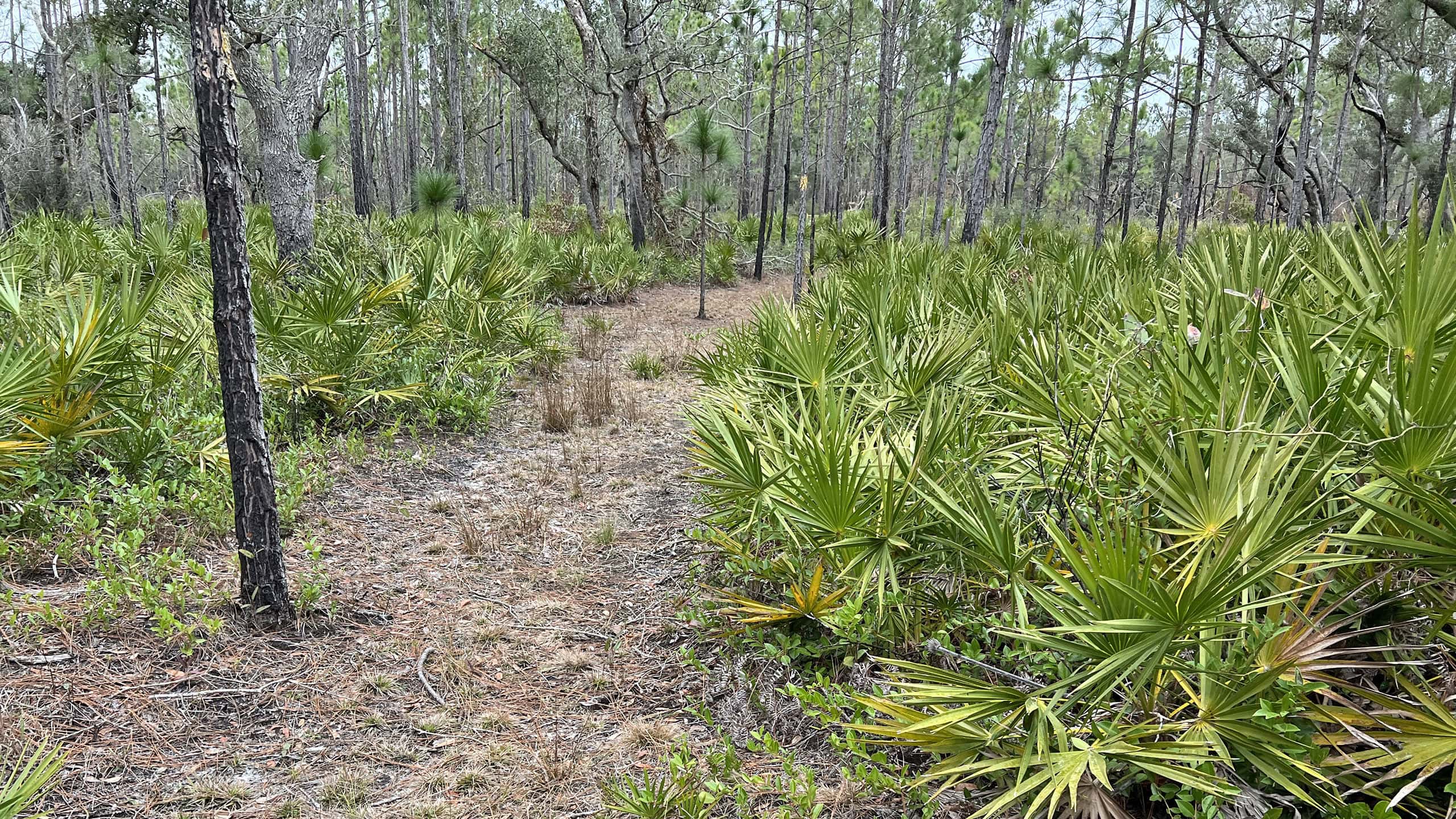 Pathway through saw palmetto
