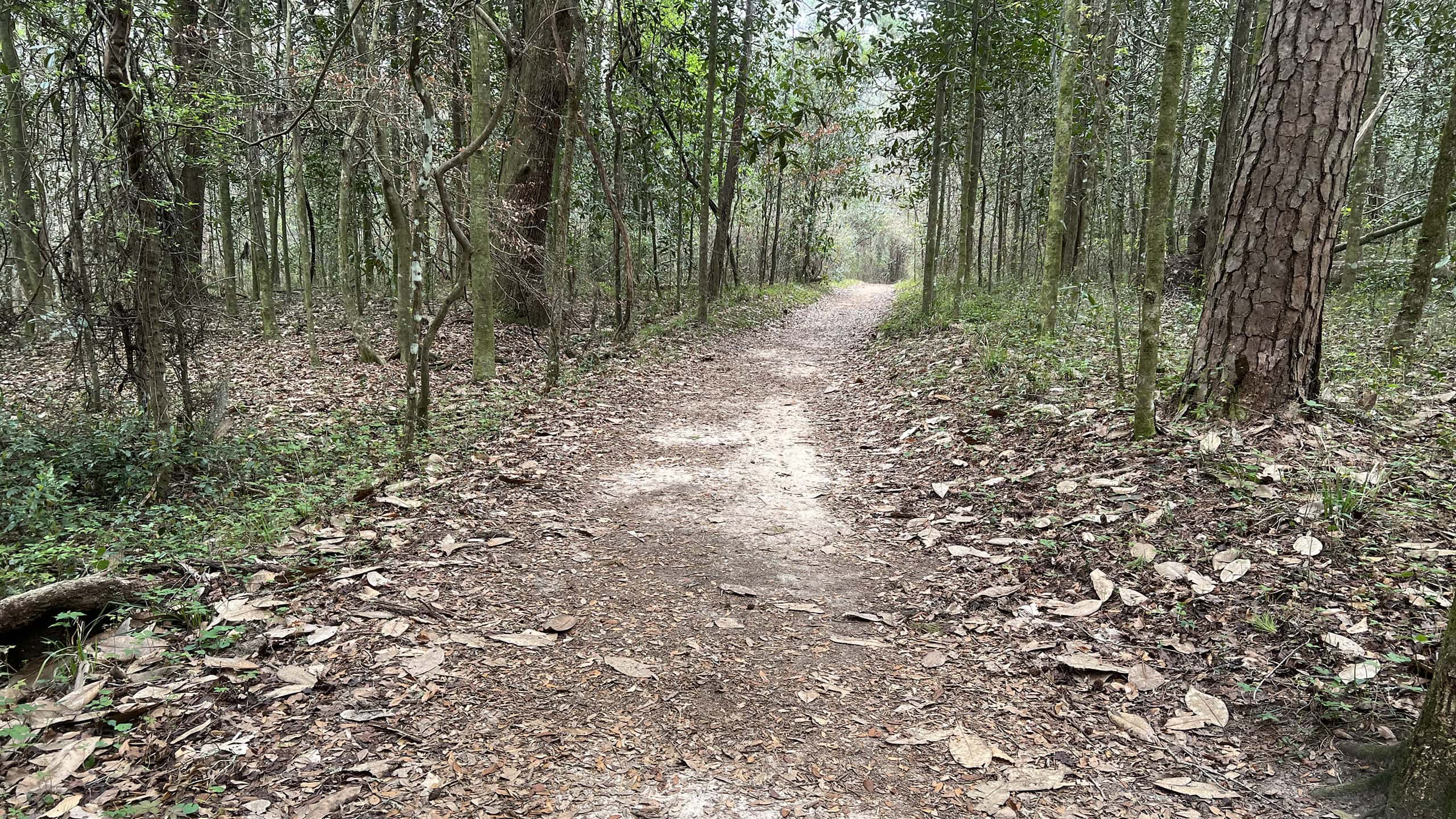 Sandy pathway through a bluff forest