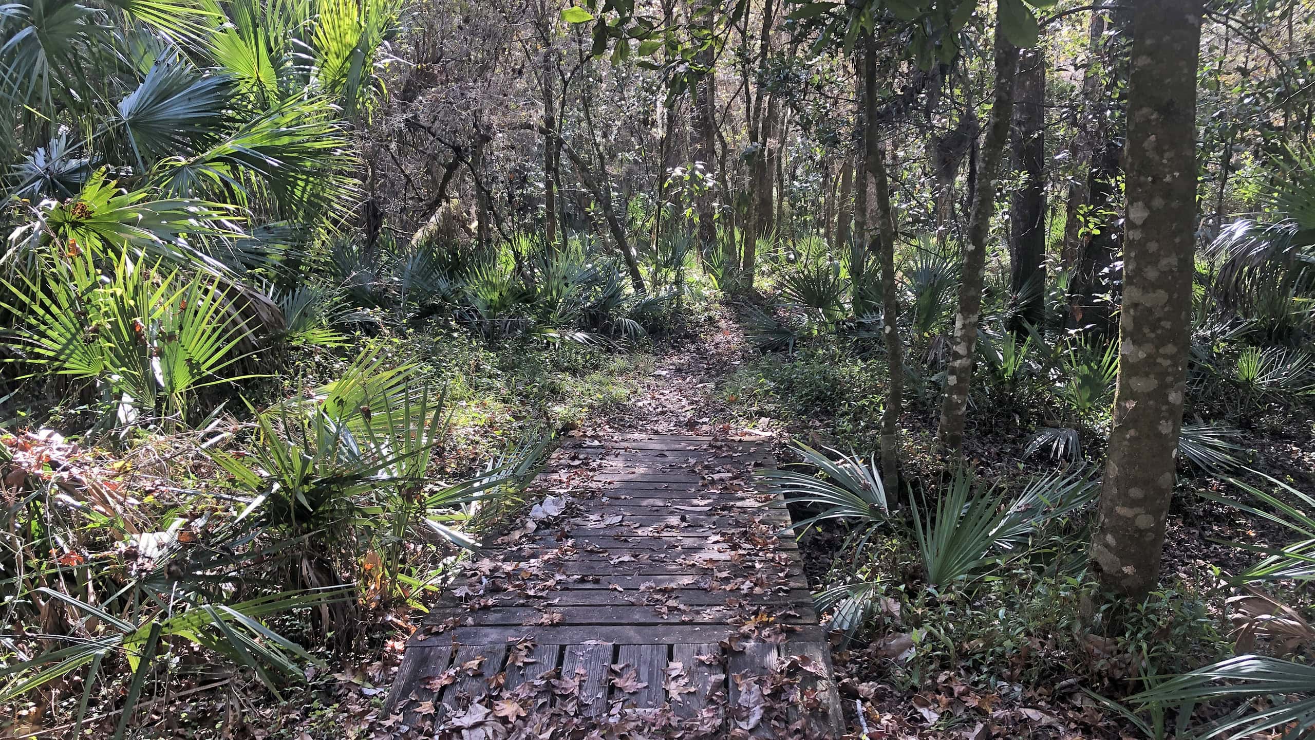 Bridge into a hardwood hammock