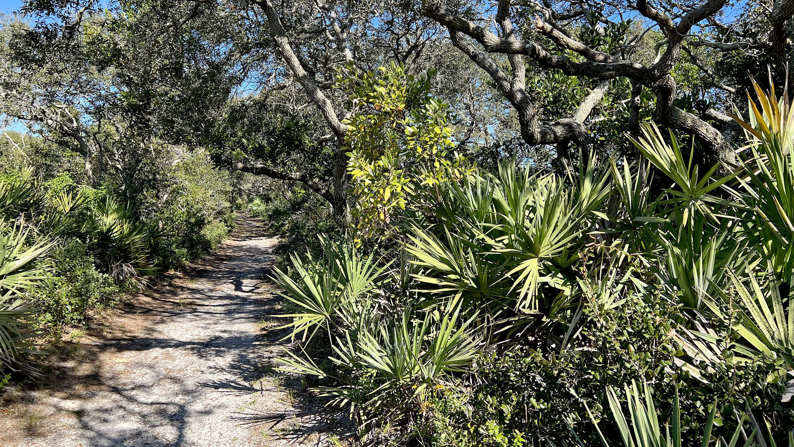 Tunnel of trail within coastal hammock