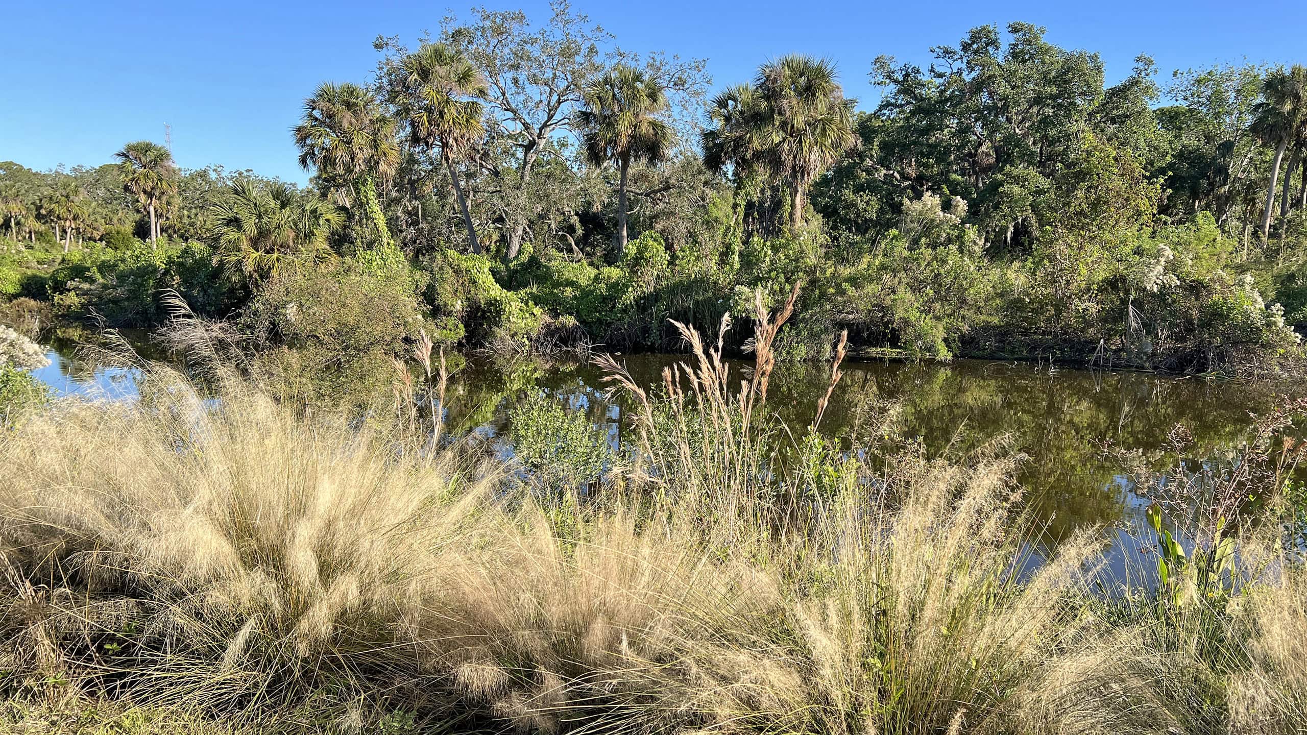 Slough edged by palms and blooming muhly grass
