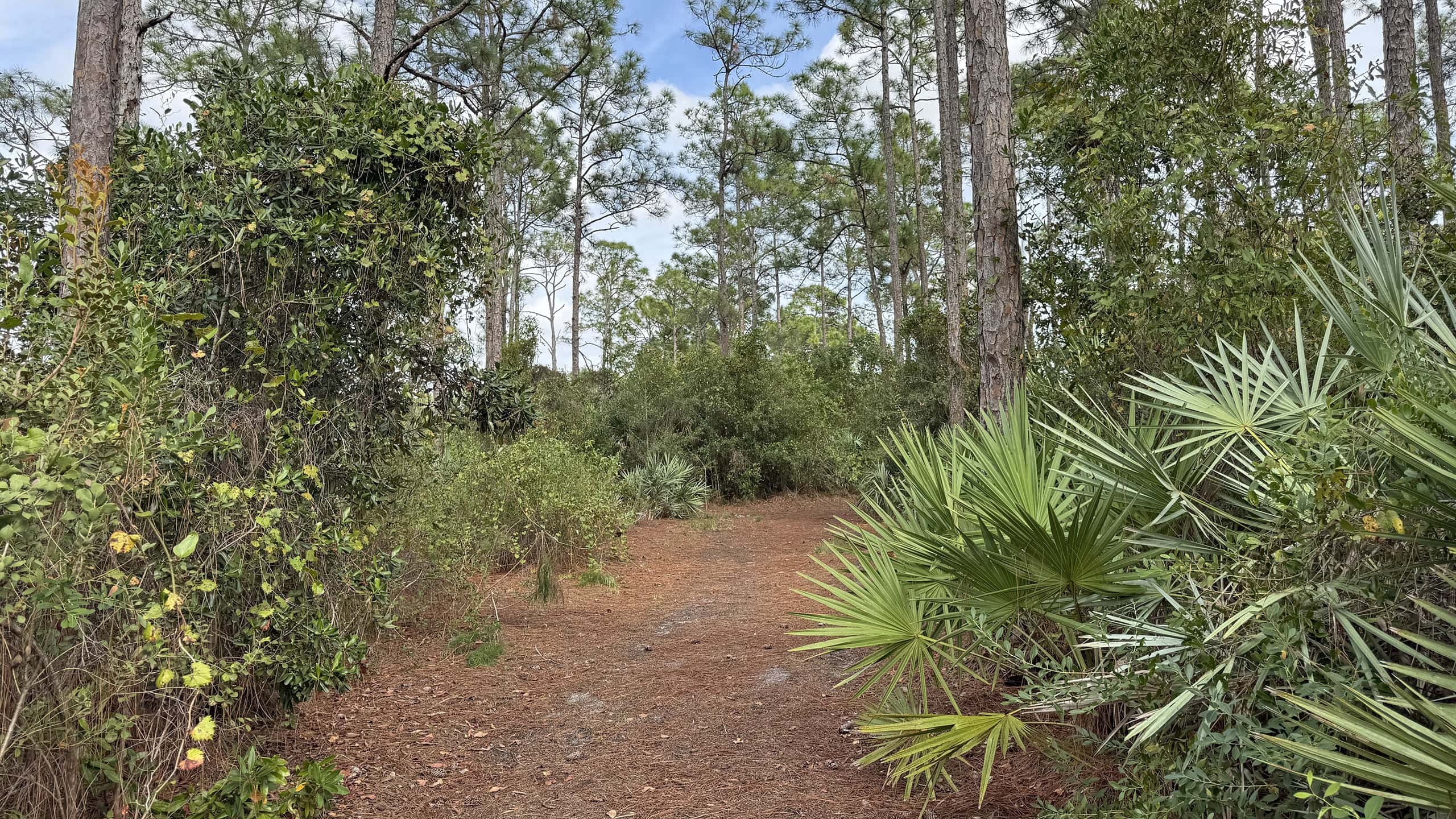 Pine flatwoods