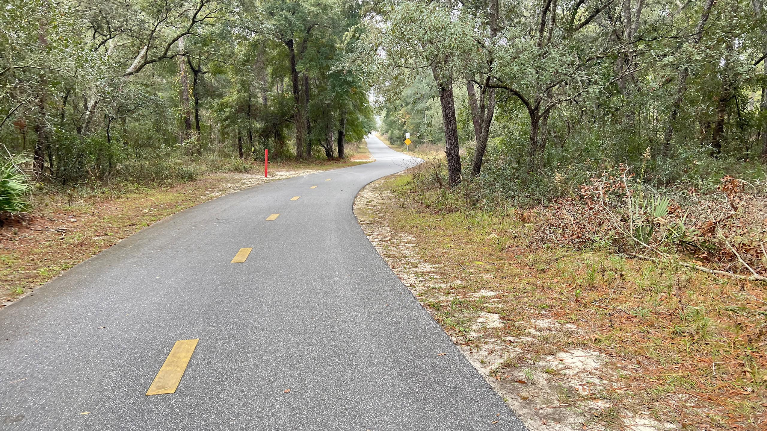Bike path in forest with road-like yellow dashed line