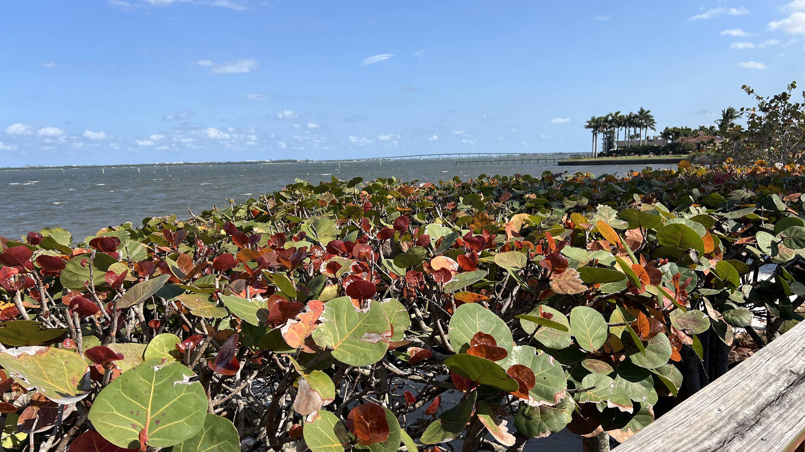 Lagoon visible over trimmed sea grape hedge