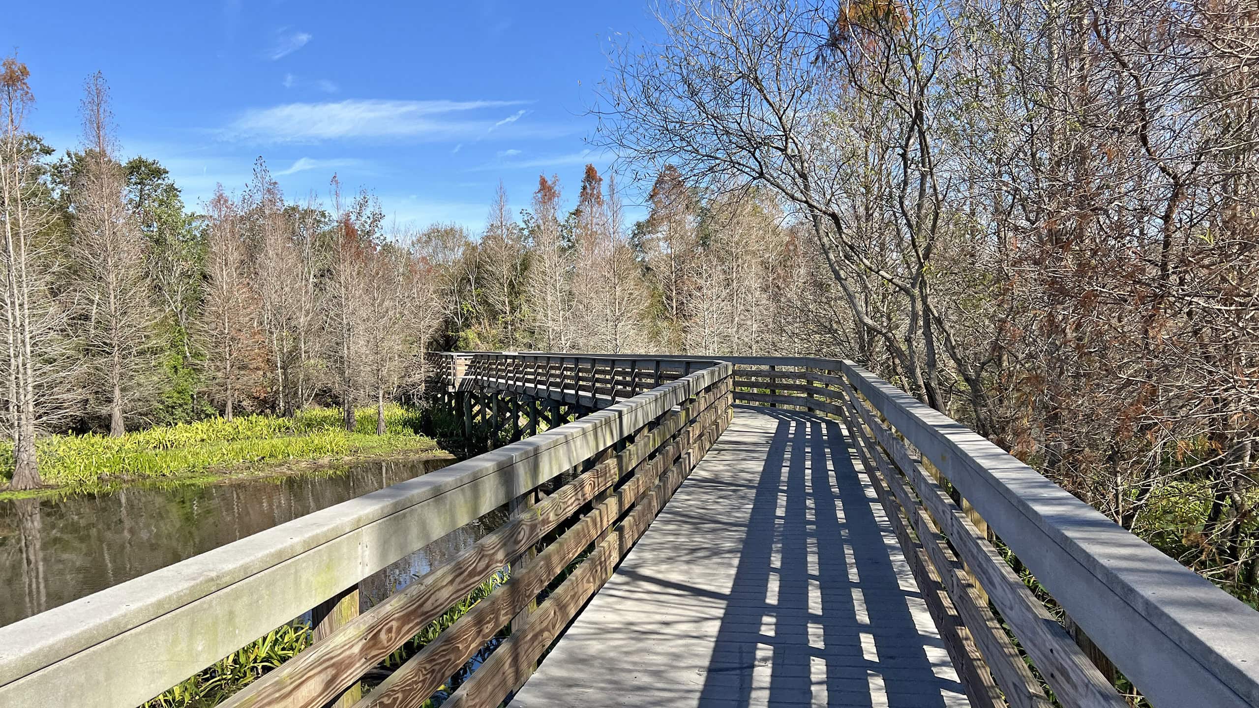 Boardwalk across cypress-lined creek