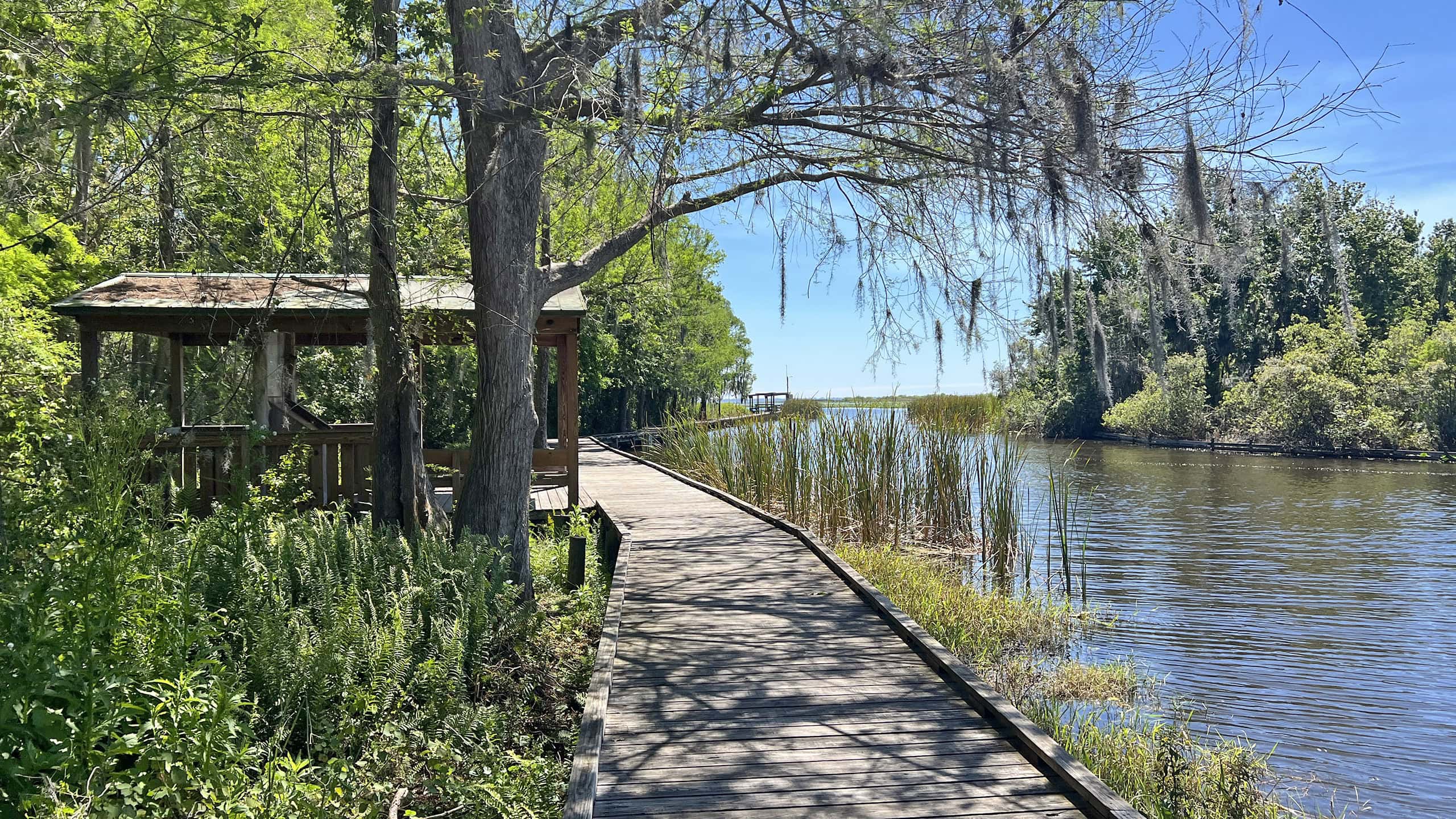 Shelter in cypress strand along boardwalk beside channel