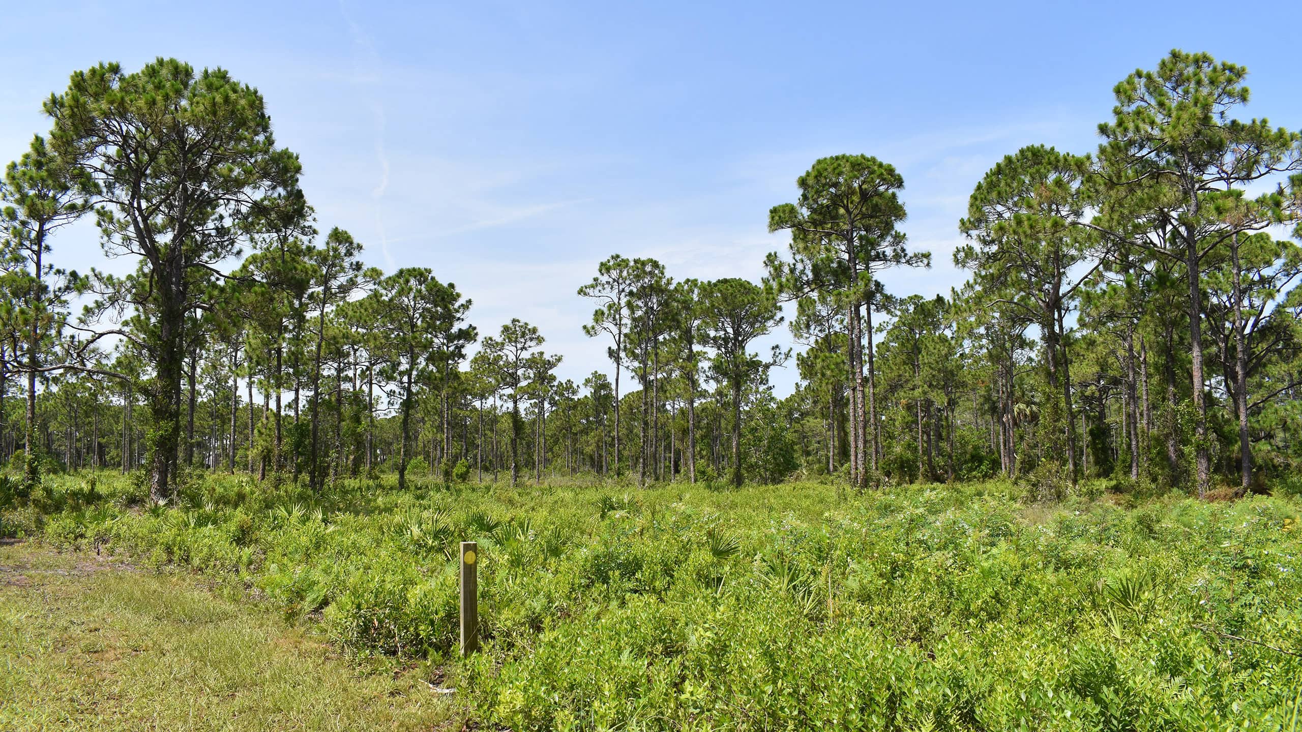 Pine flatwoods with saw palmetto and lyonia