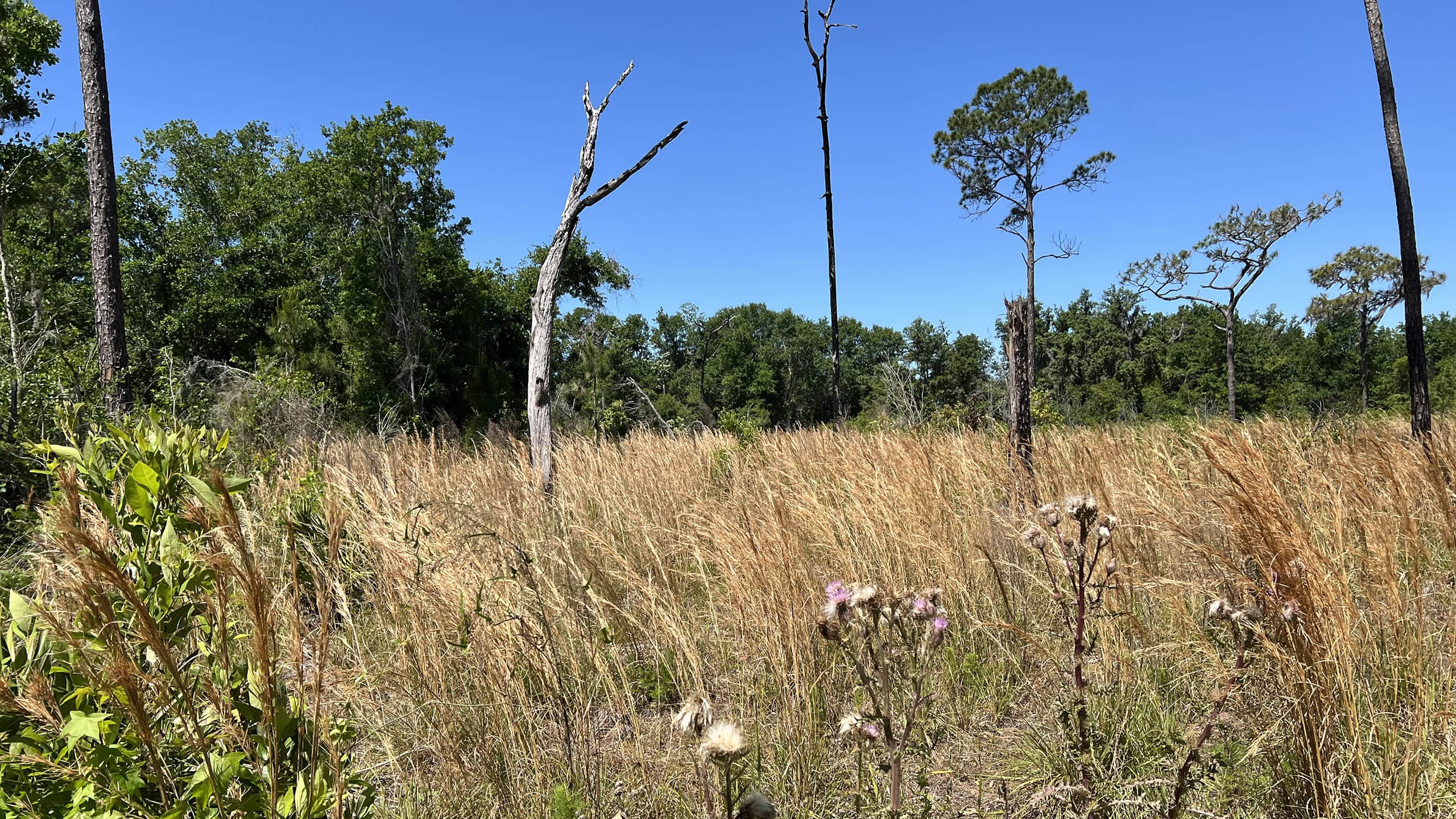 Waving golden grasses in a flatwoods-edged prairie
