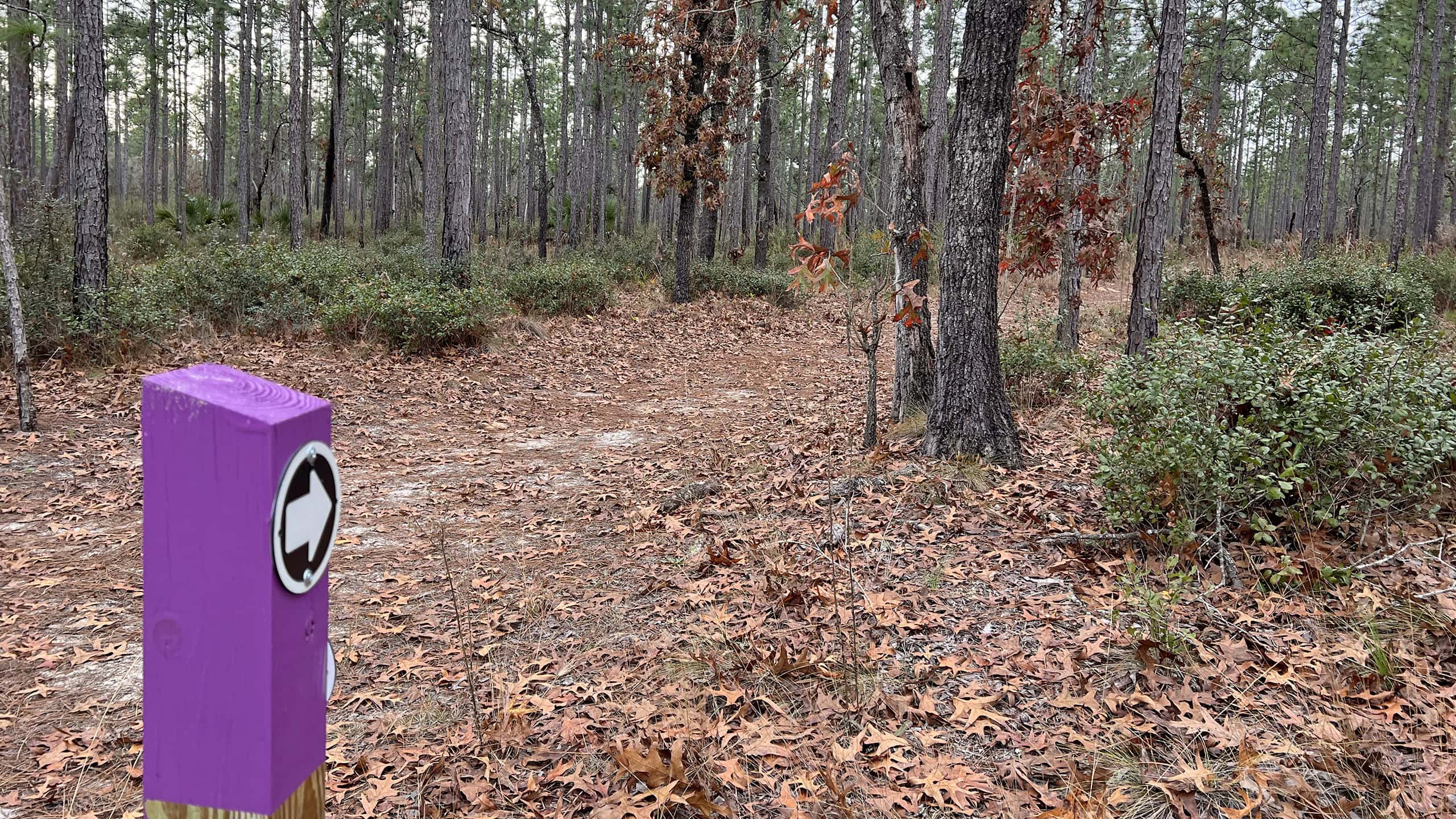 Purple post with arrow pointing down flatwoods path